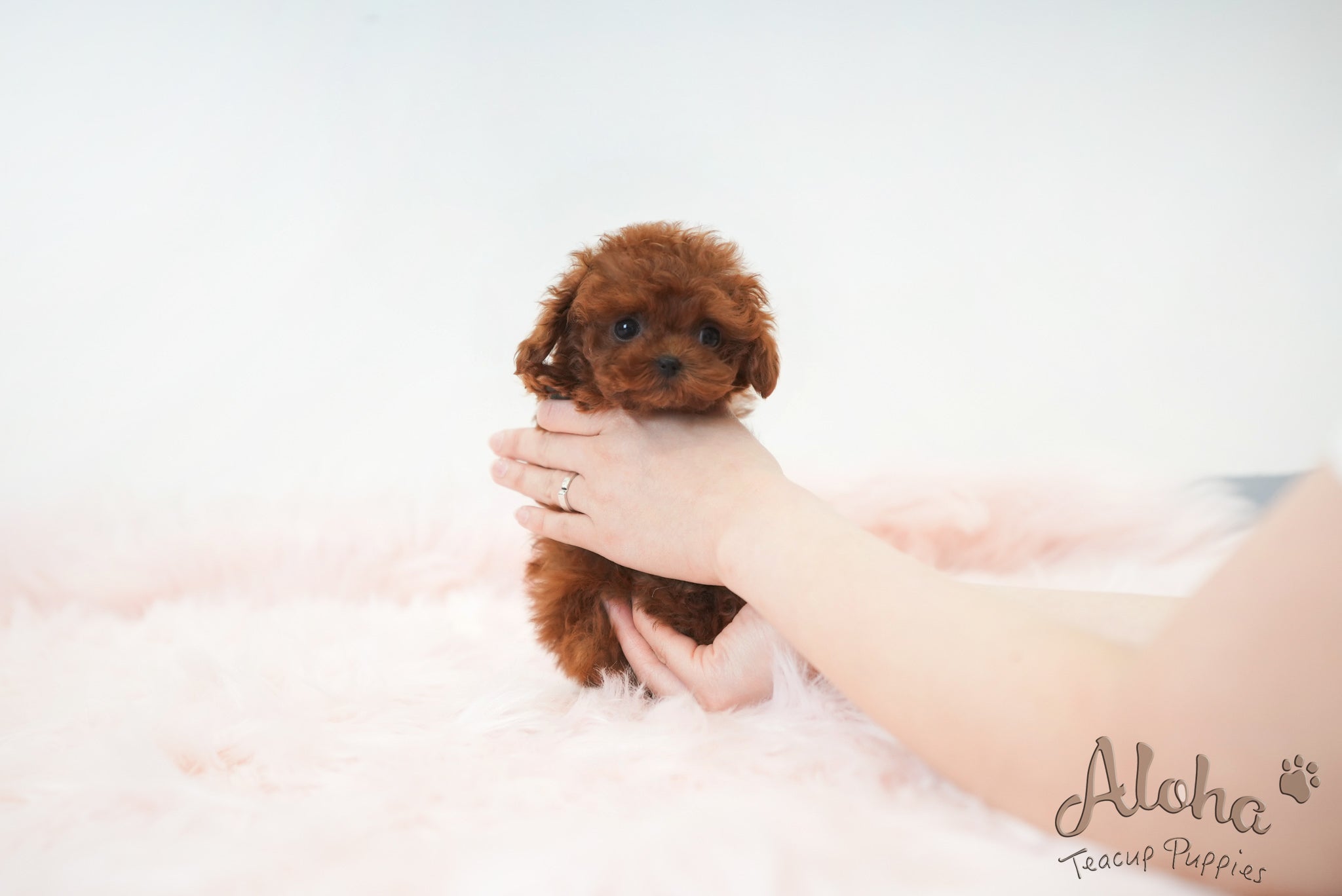 Hershey [TEACUP POODLE]