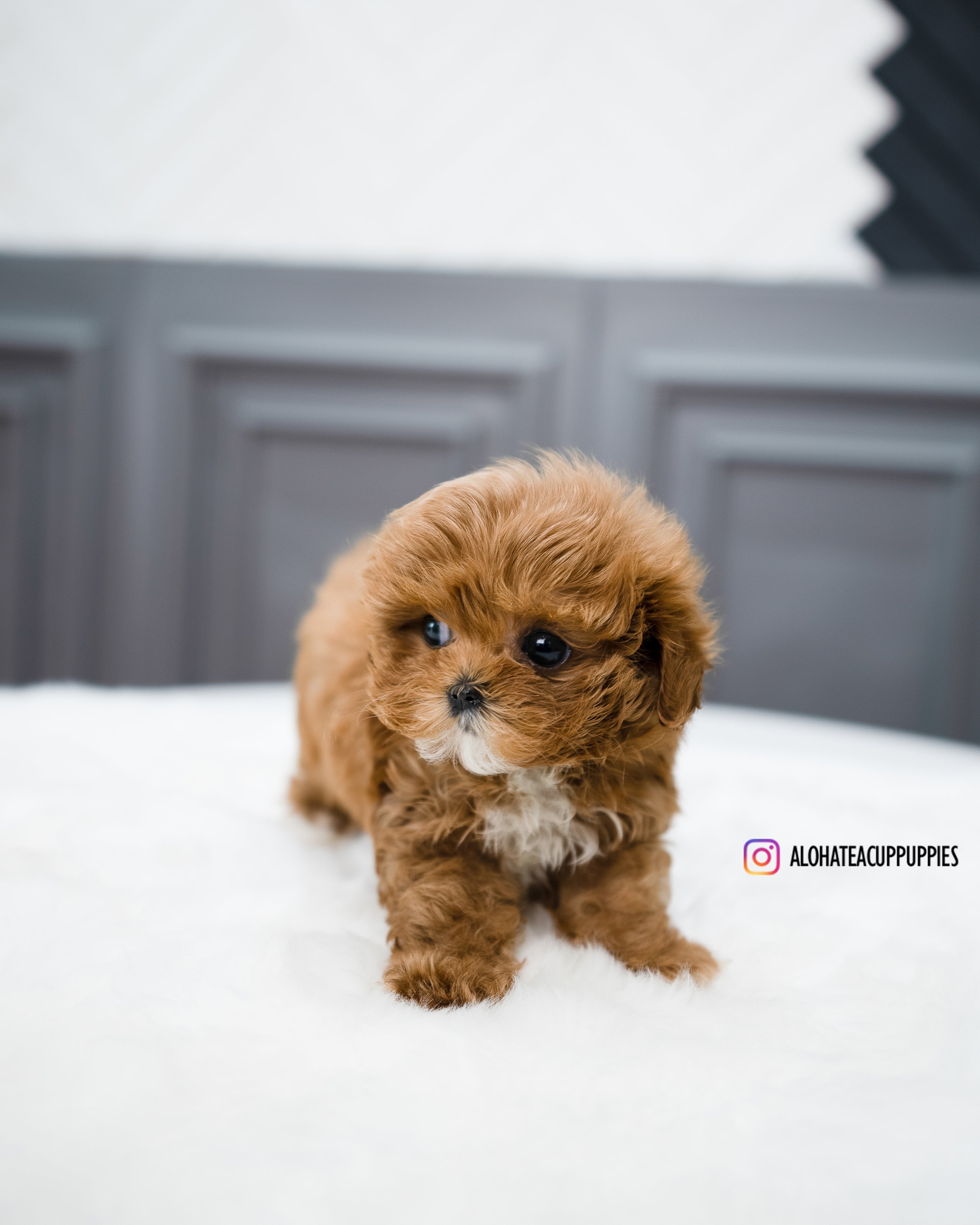 Nicol [TEACUP MALTIPOO]