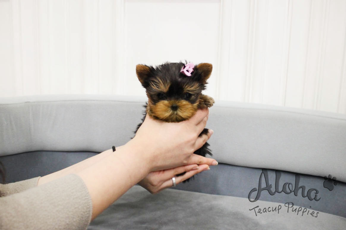 Biscuit [TEACUP Yorkie]