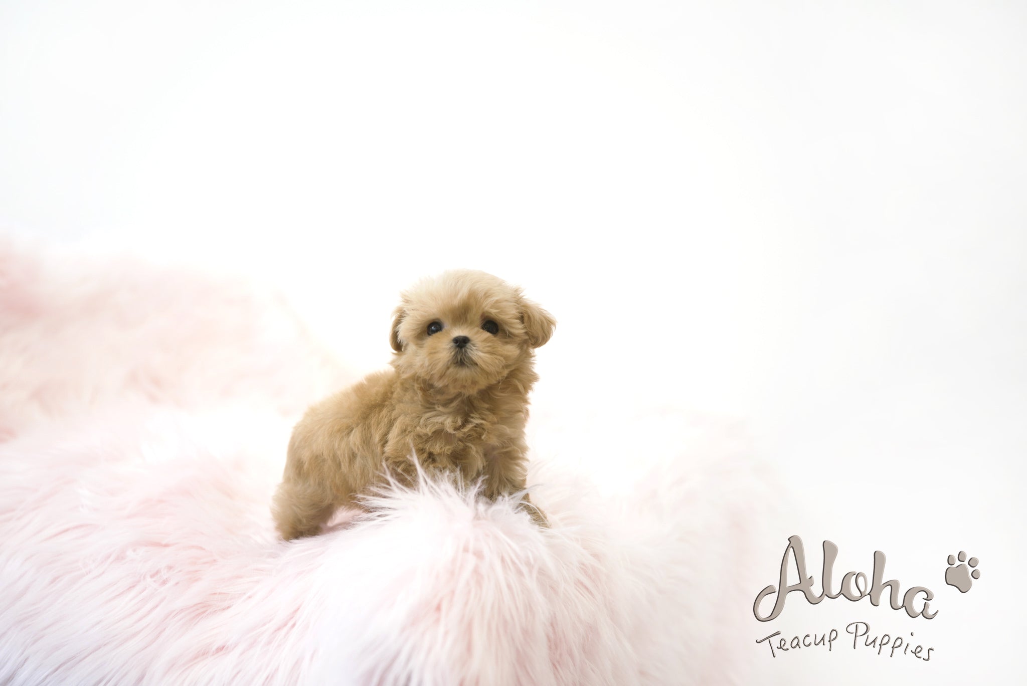 Hani [TEACUP MALTIPOO]