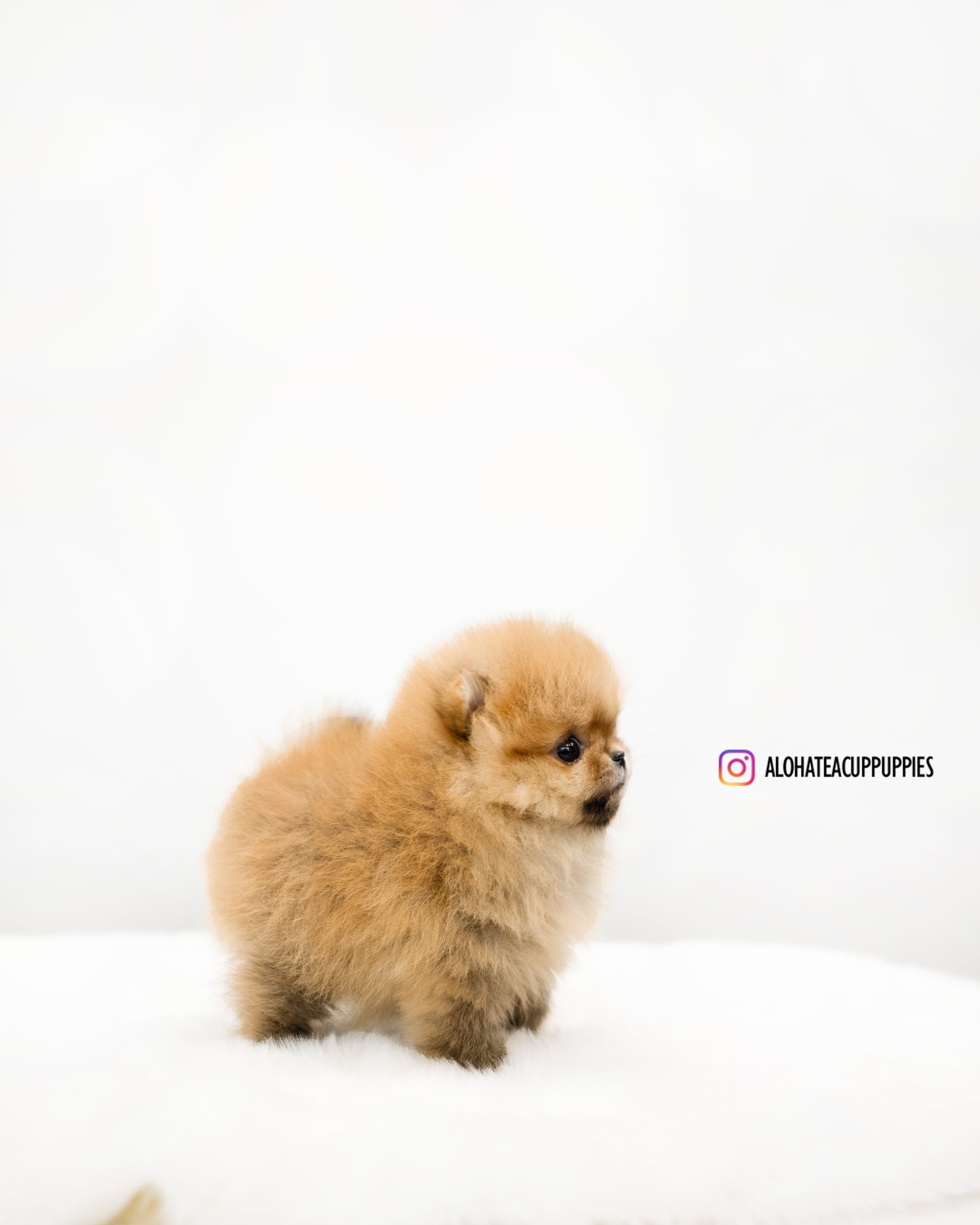 Lumi [POMERANIA TAZA DE TÉ]