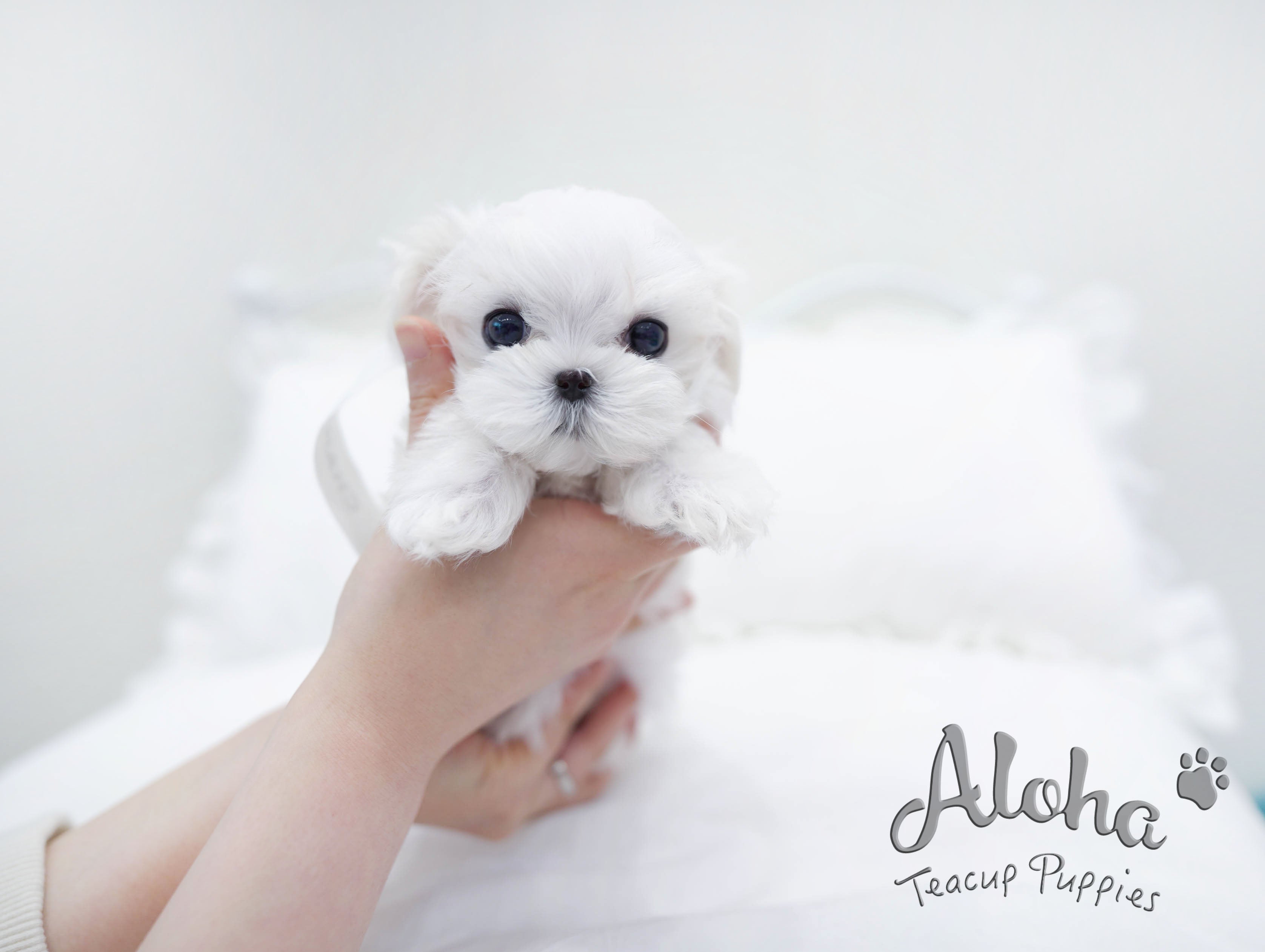 Flory [TEACUP MALTESE]