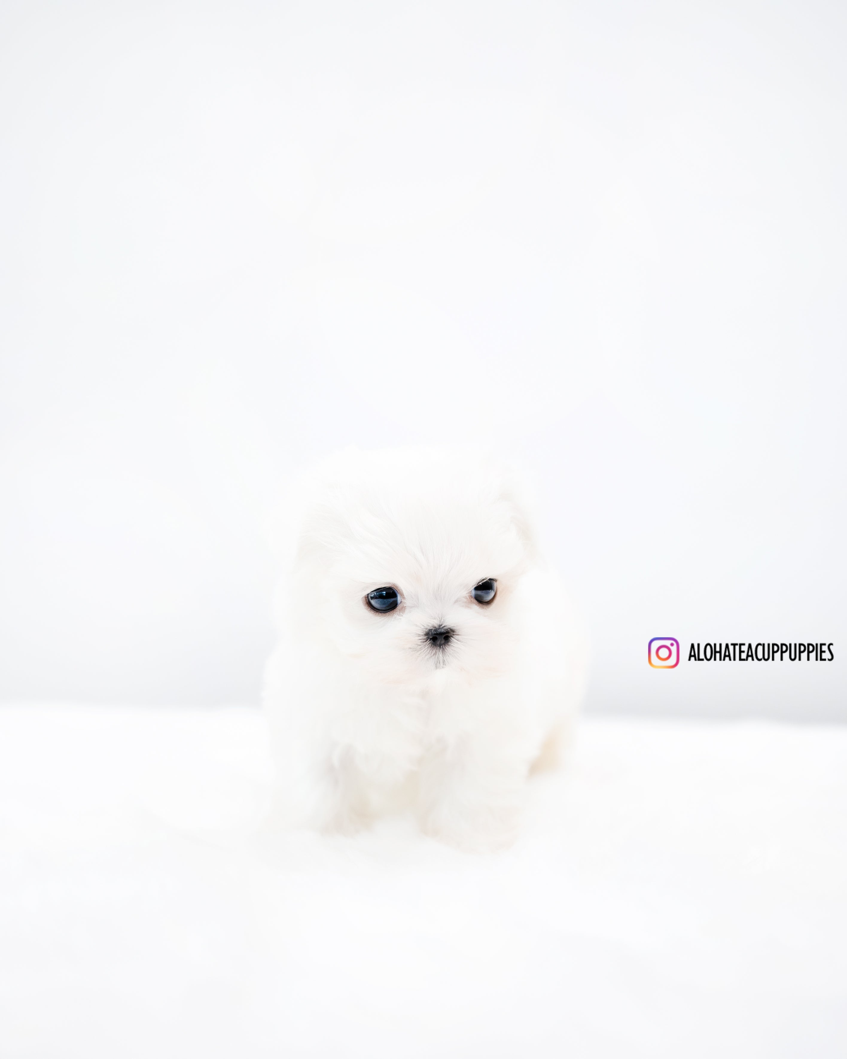 Evan [TEACUP MALTESE]