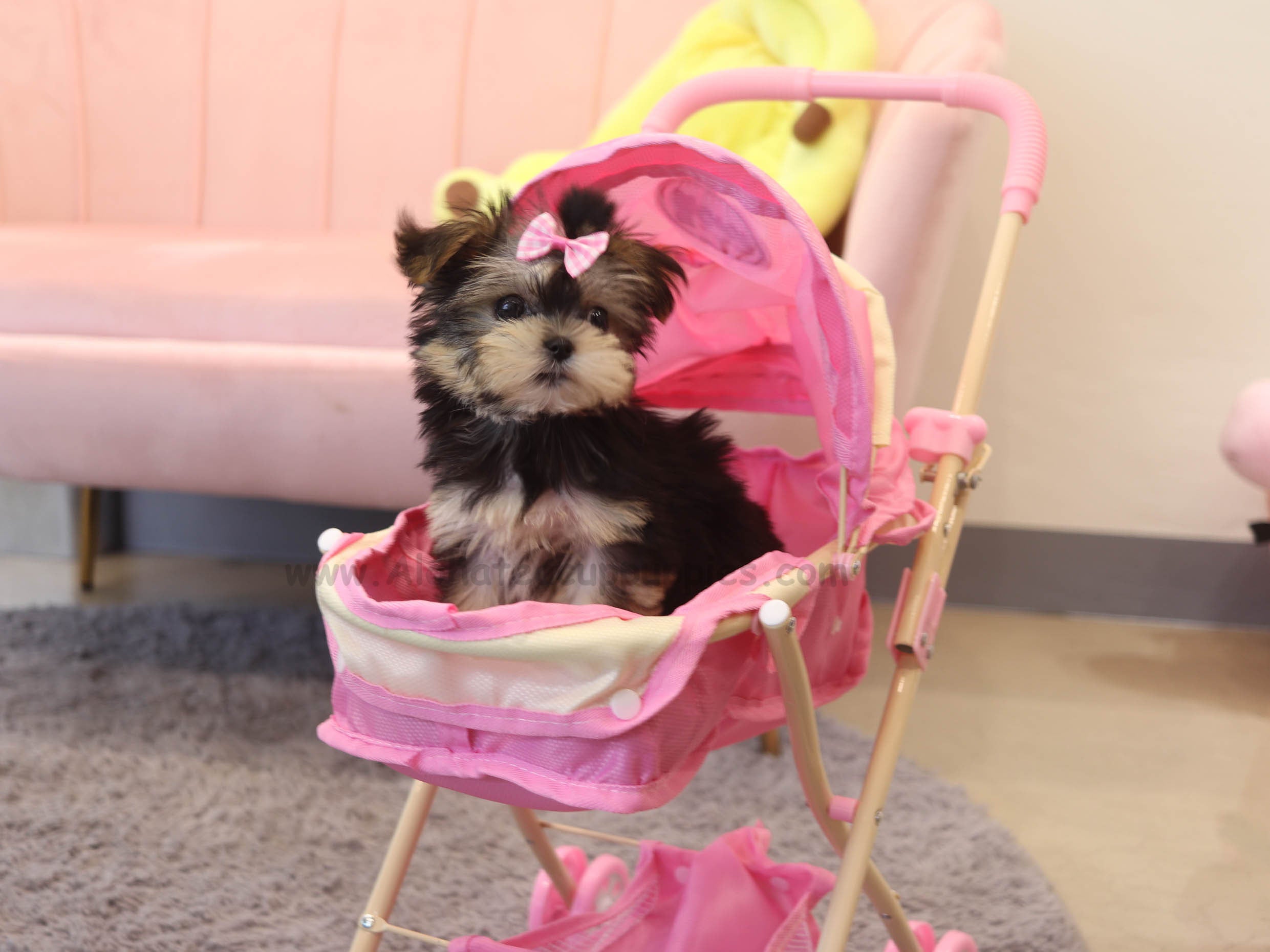 Prada [TEACUP Morkie]