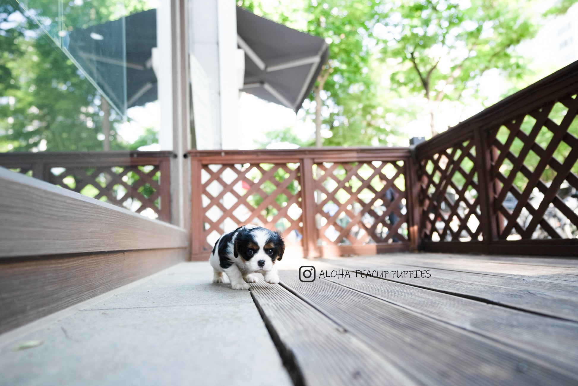 Charlotte [Mini King Charles Spaniel]
