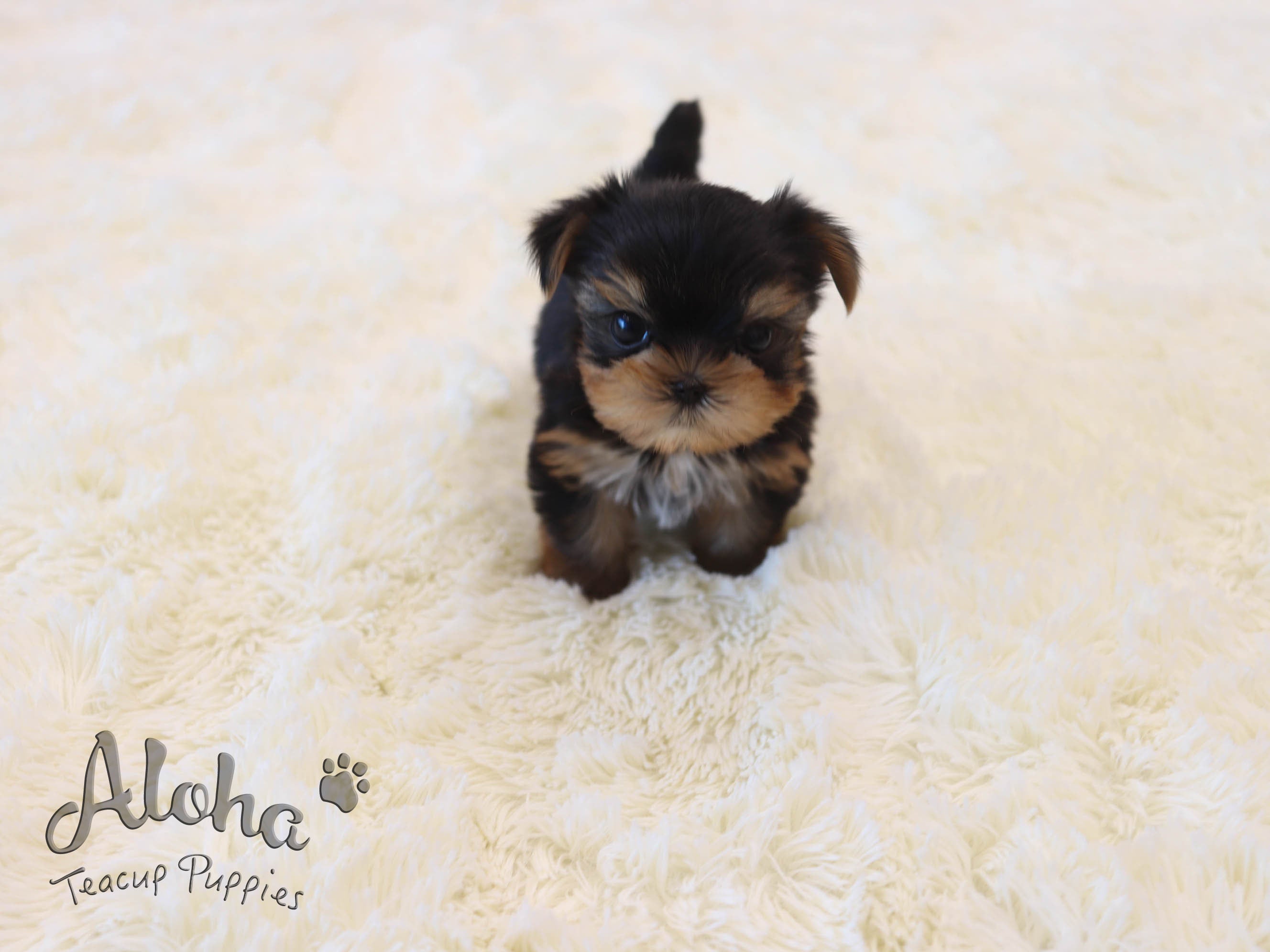 Pie [TEACUP Yorkie]