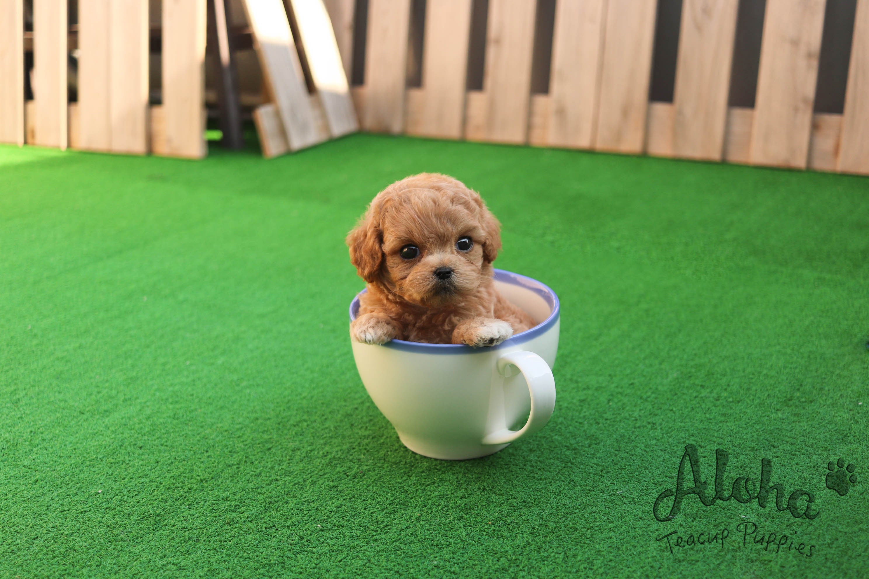 Sold to Marytes, Mocha [TEACUP MALTIPOO]