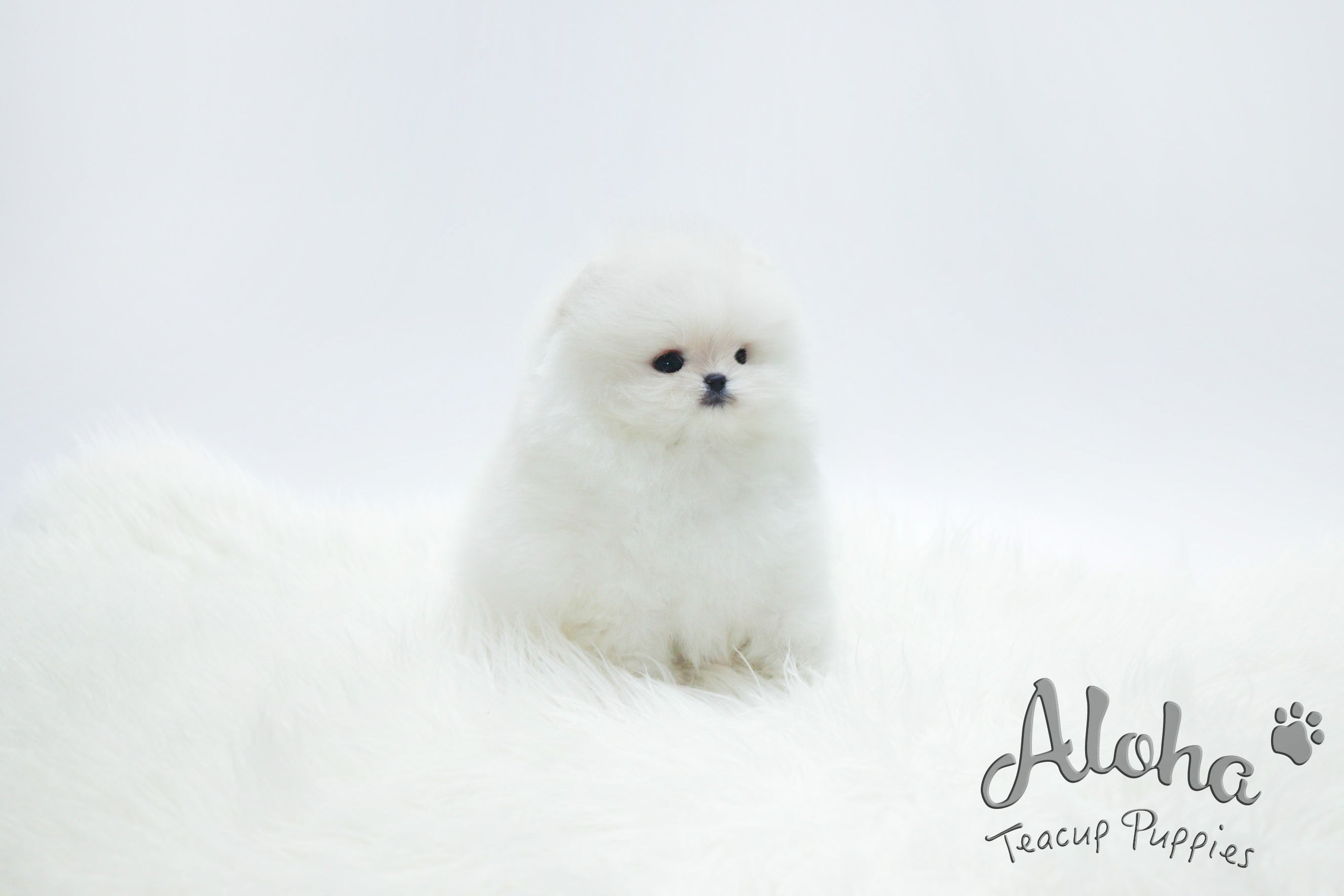 Sold to Samier, Merry [TEACUP POMERANIAN]