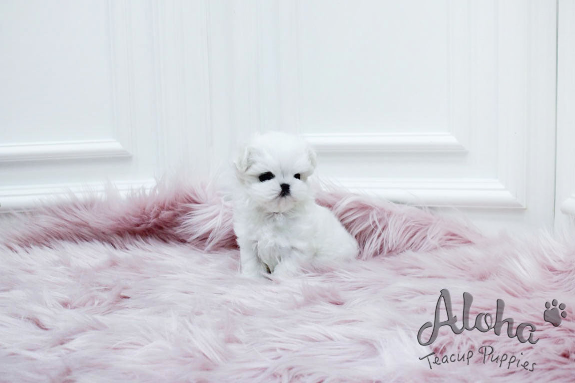 Dove [TEACUP MALTESE]