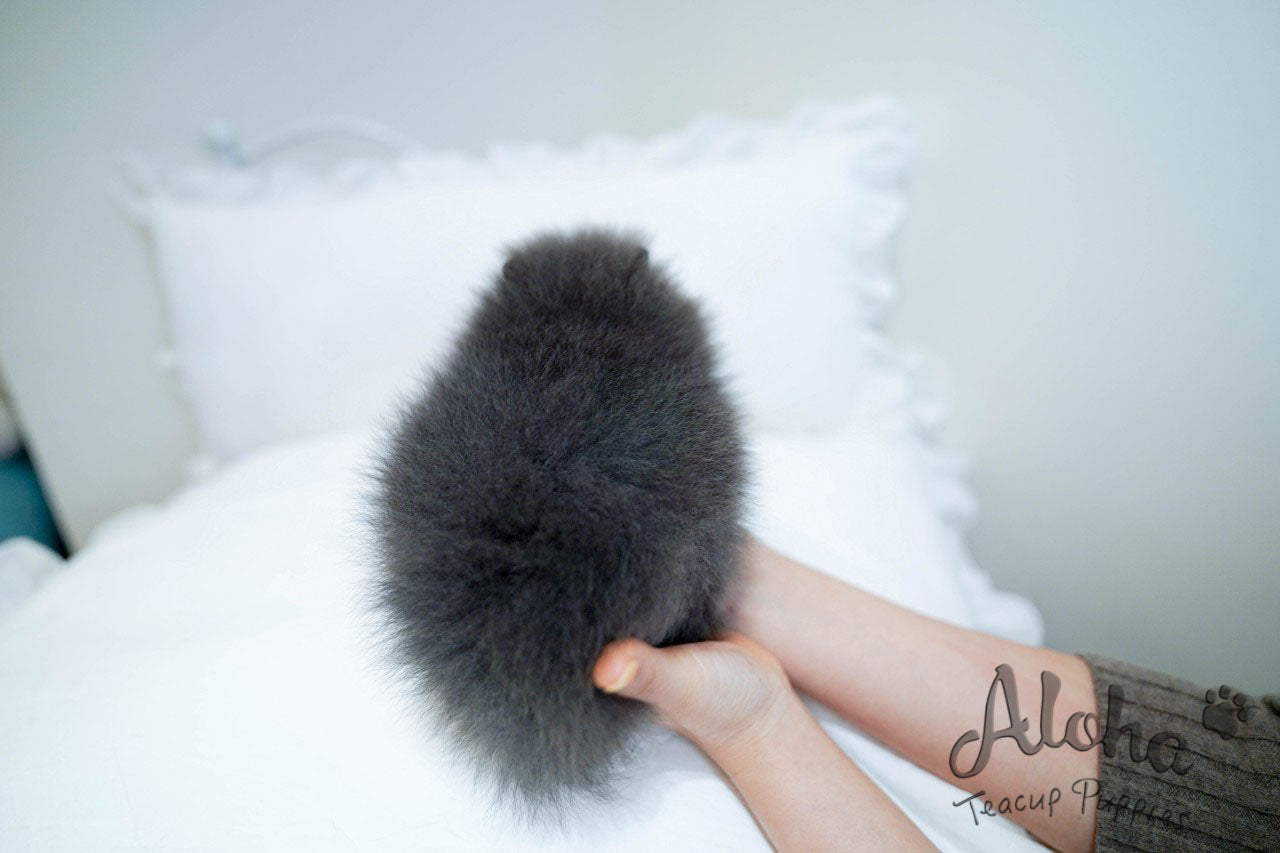BLUE  [TEACUP POMERANIAN]