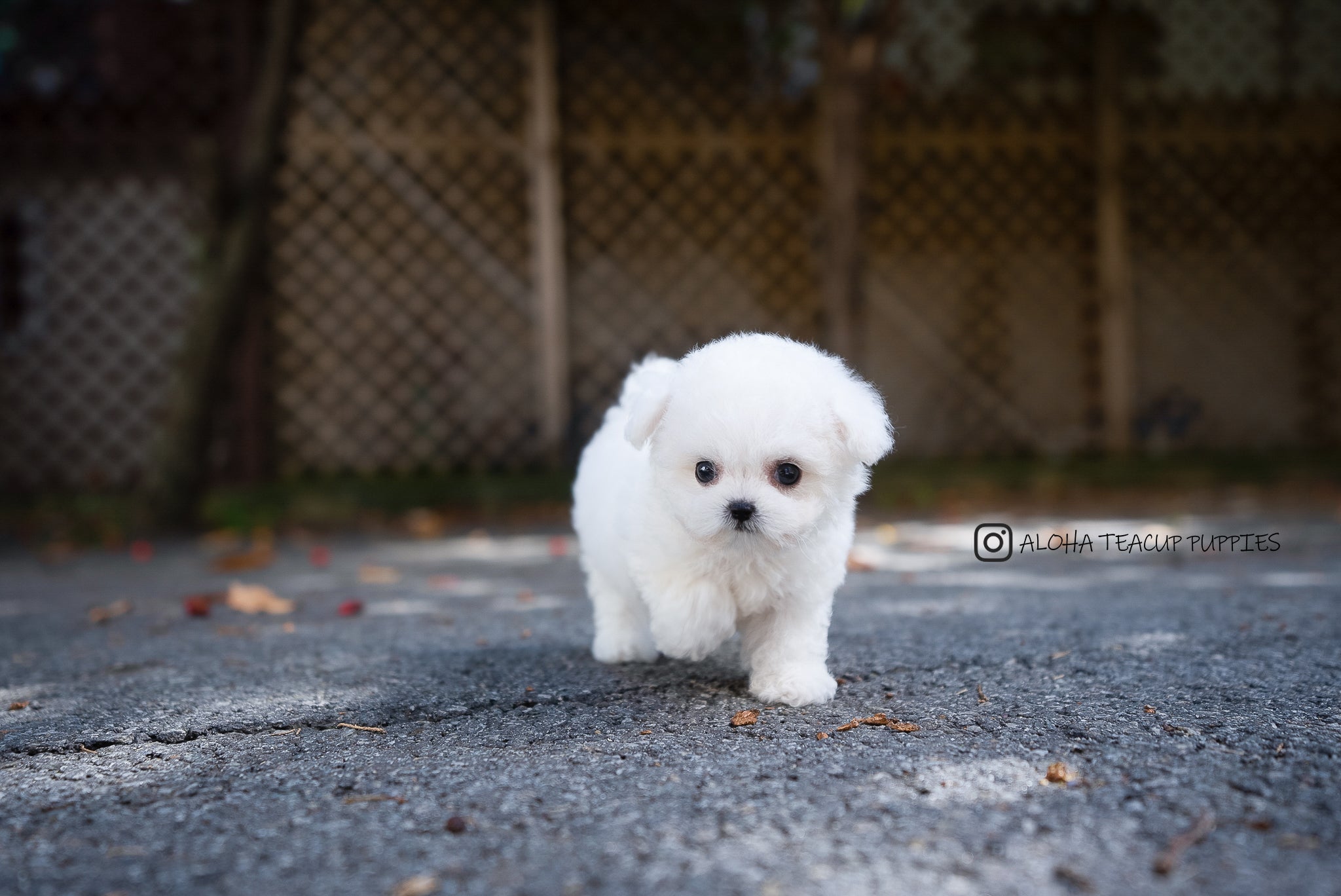 Otto [TEACUP Bichon]