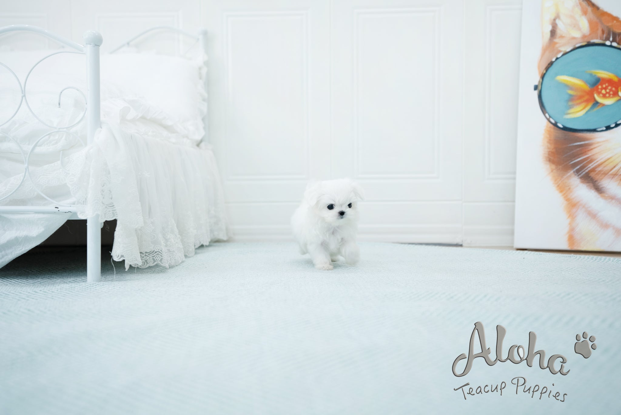 Melon [TEACUP MALTESE]