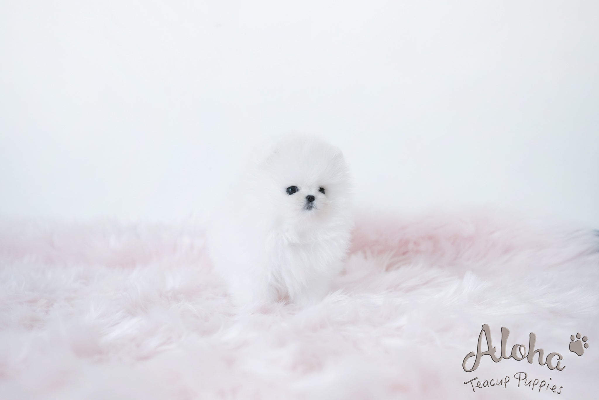 Daisy [TEACUP POMERANIAN]