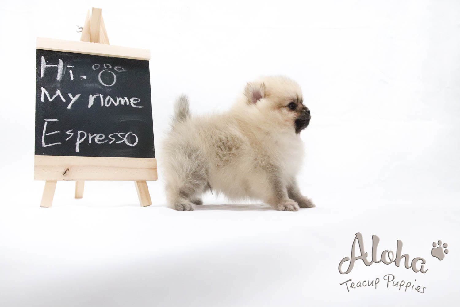 Sold to Renee, Espresso - [Pomeranian]