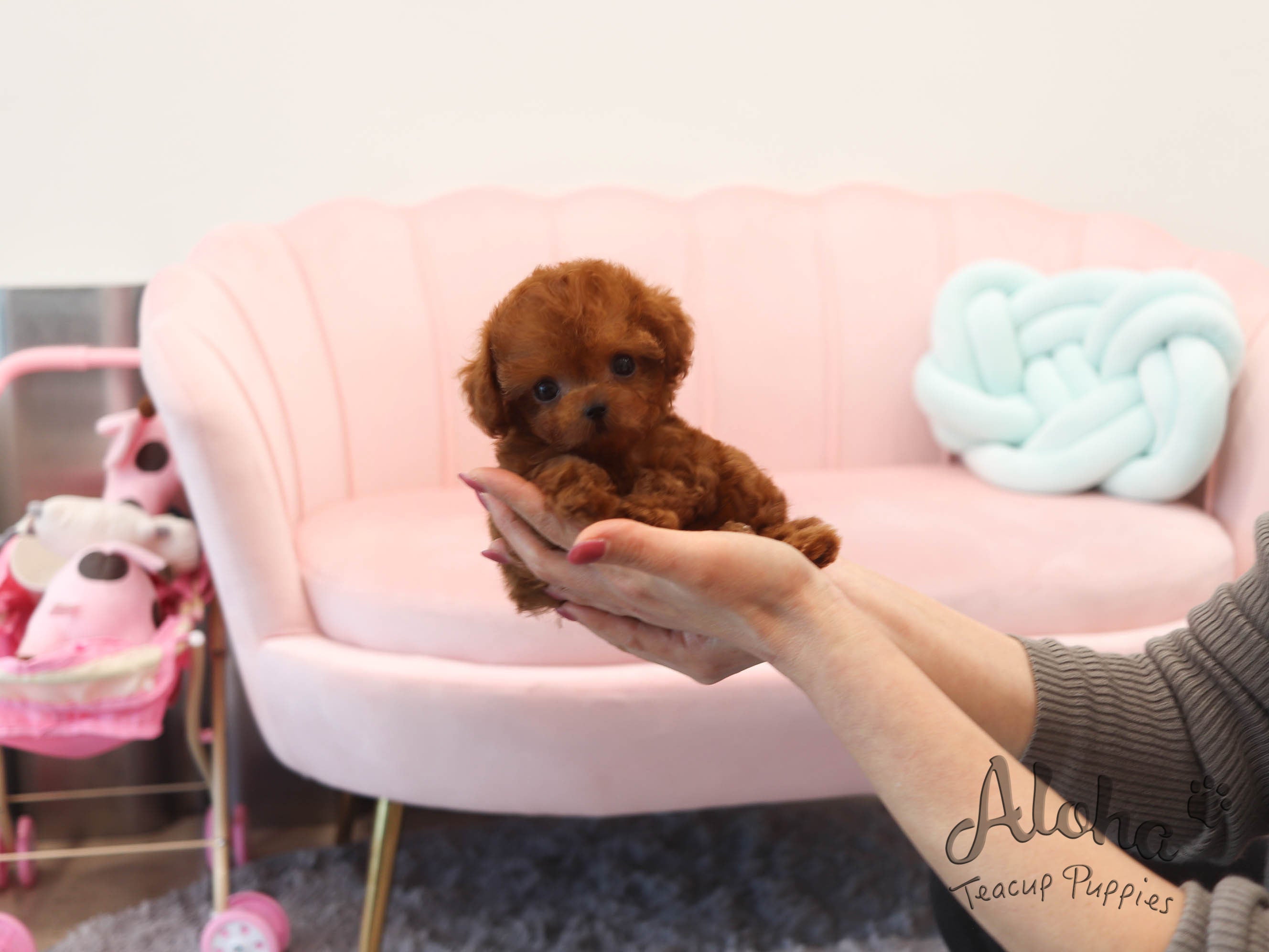 Alice [TEACUP POODLE]