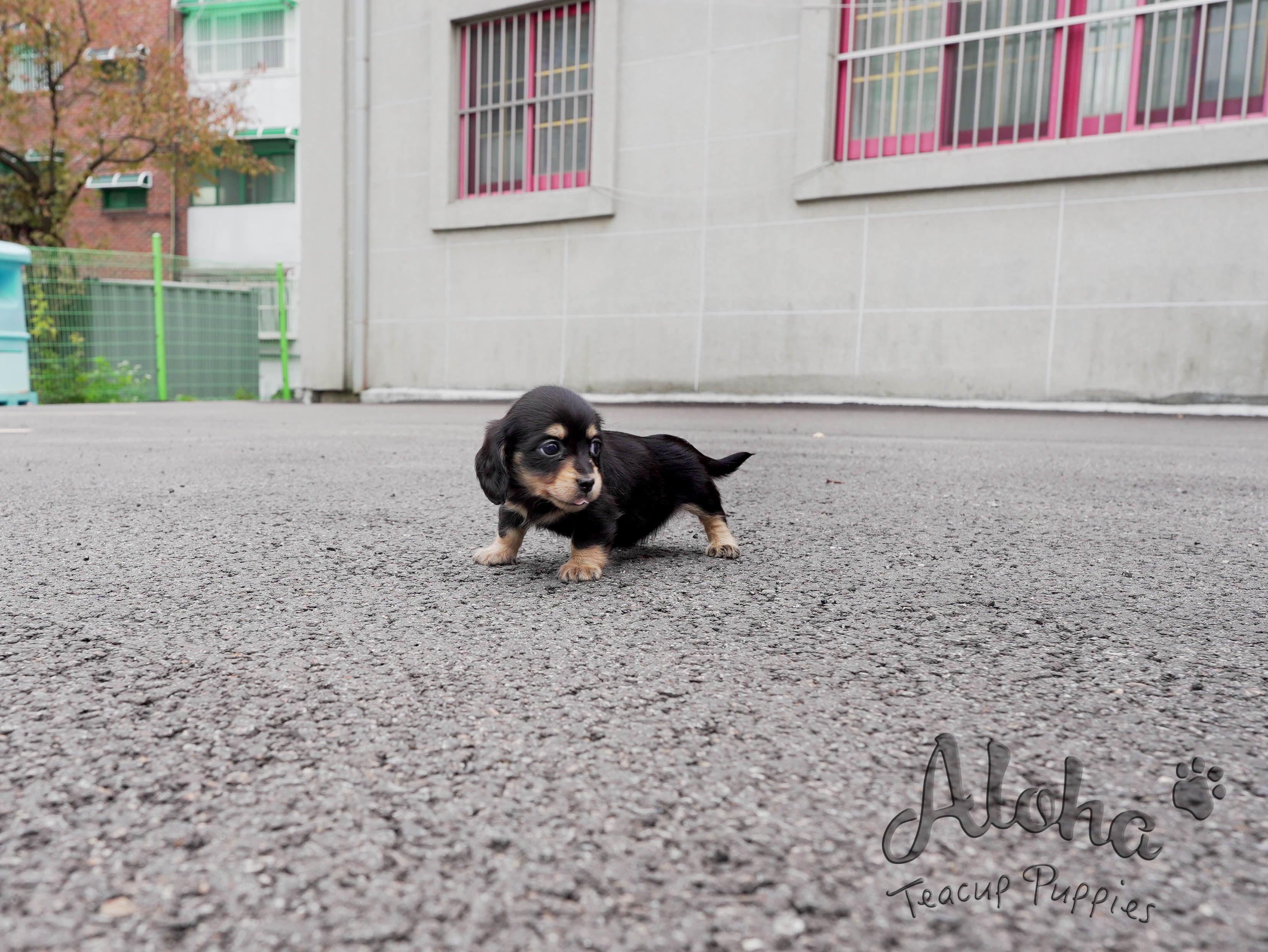 Isabella [TEACUP Dachshund]
