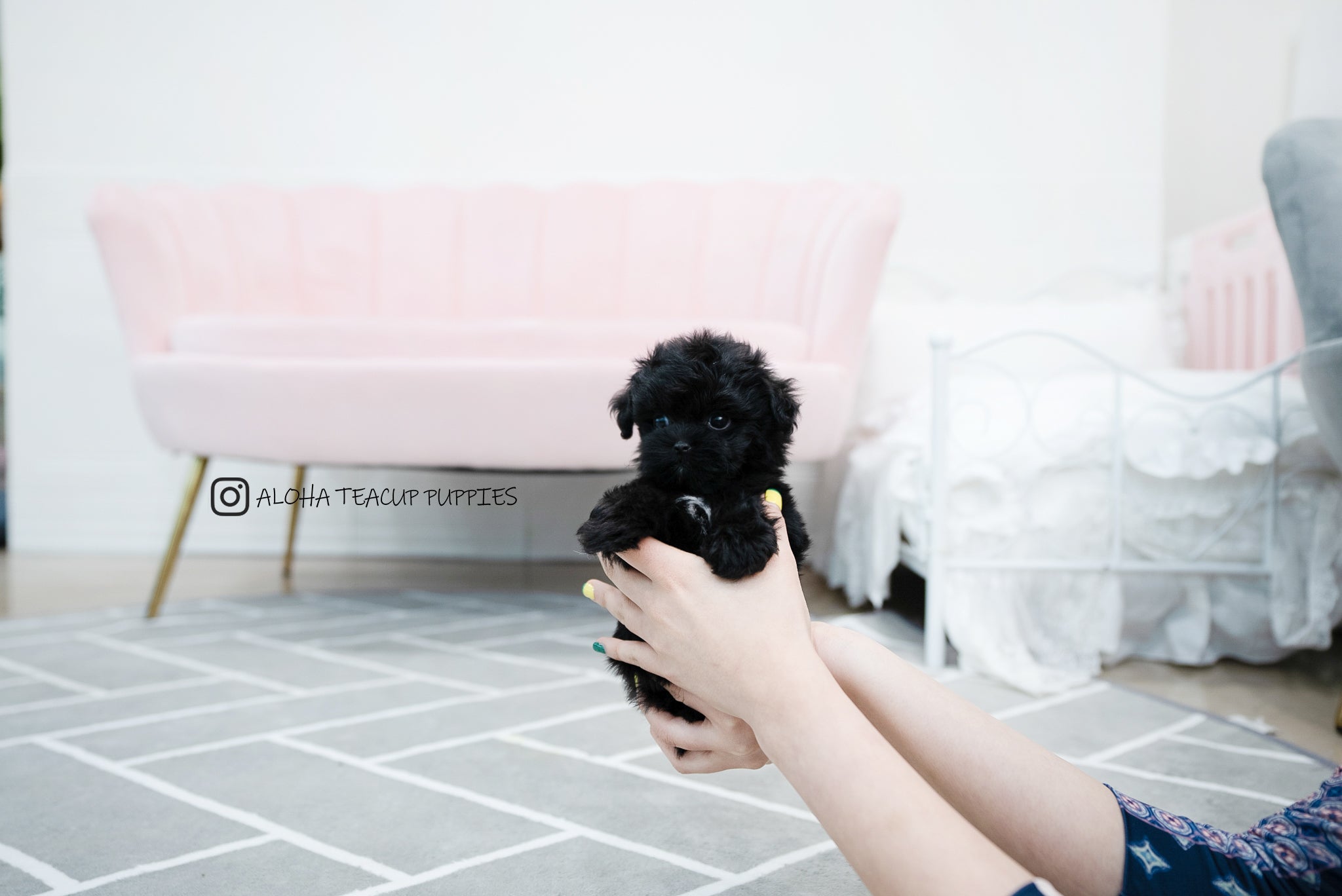 Tarry [TEACUP MALTIPOO]