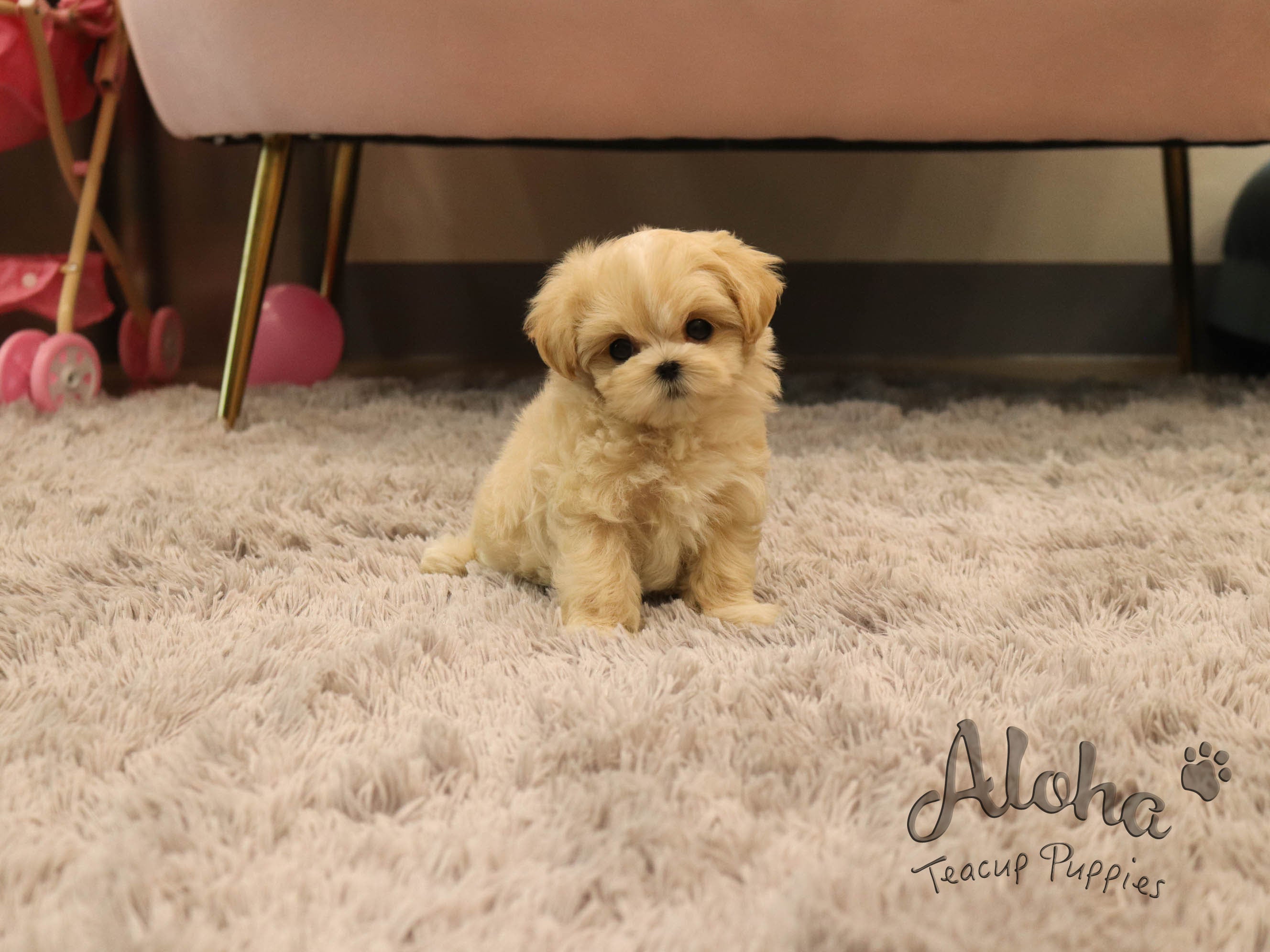 Mary [TEACUP MALTIPOO]