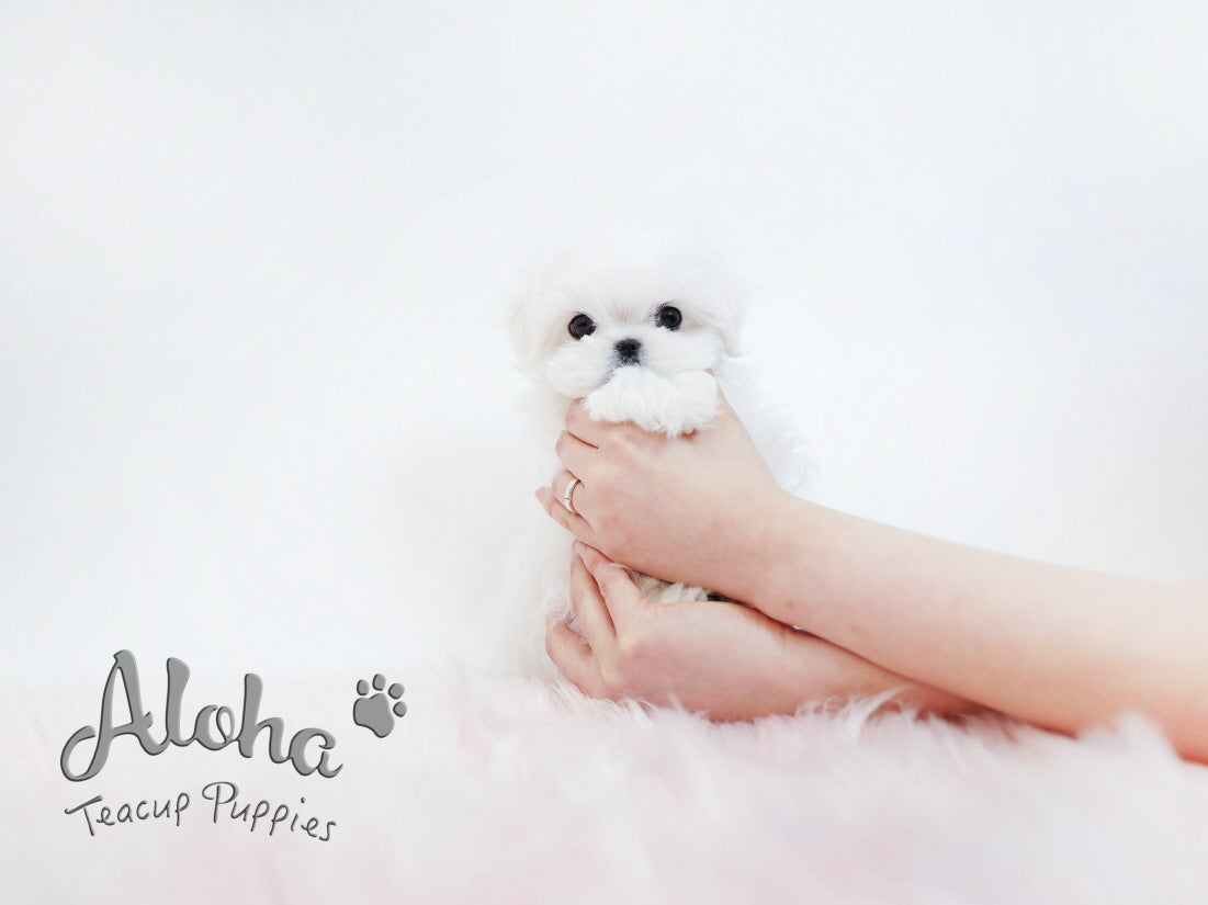 STAR [TEACUP MALTESE]