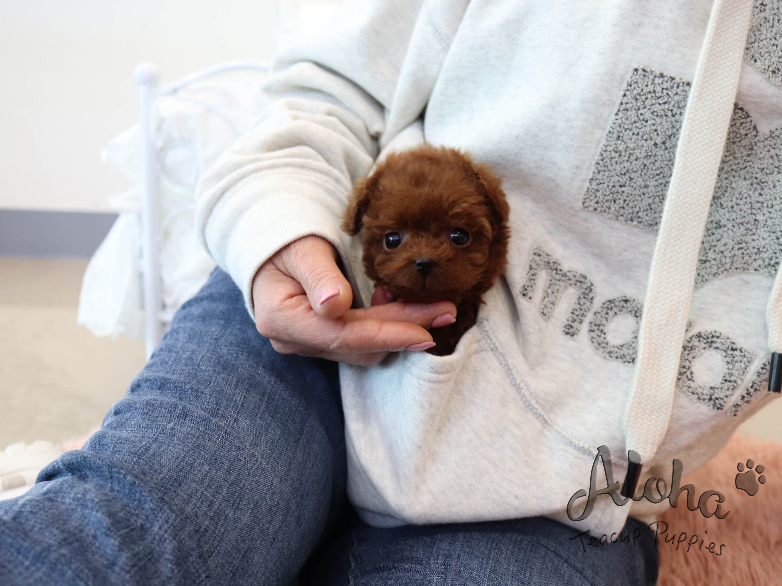 CHOCO [TEACUP POODLE]