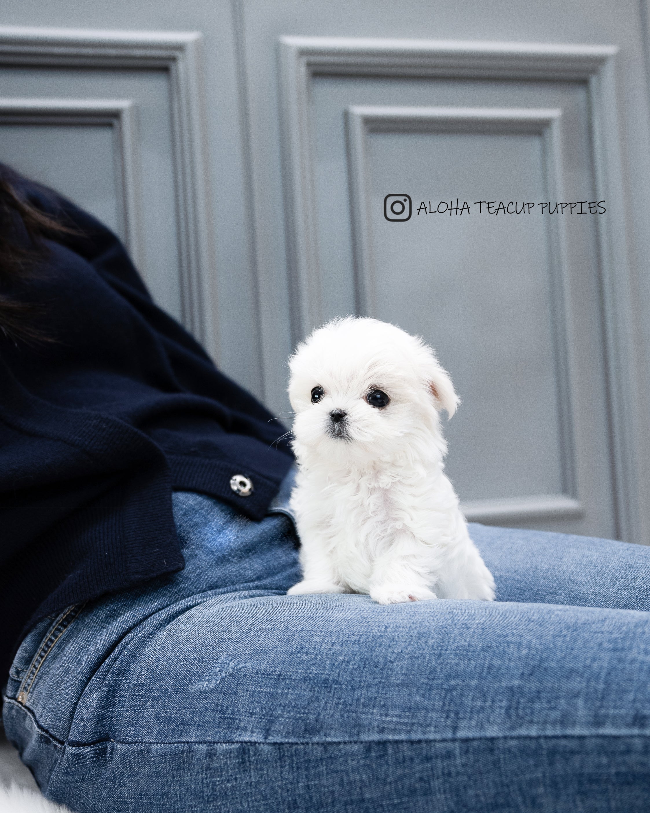 Cosima [TEACUP MALTESE]