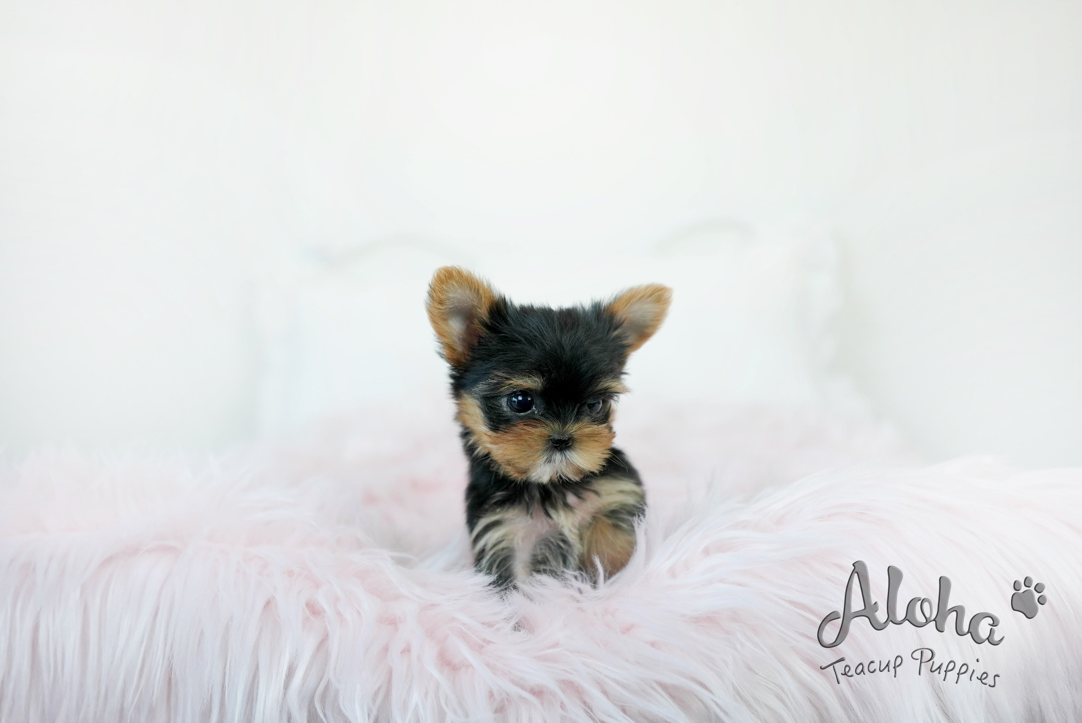 Molly [TEACUP Yorkie]