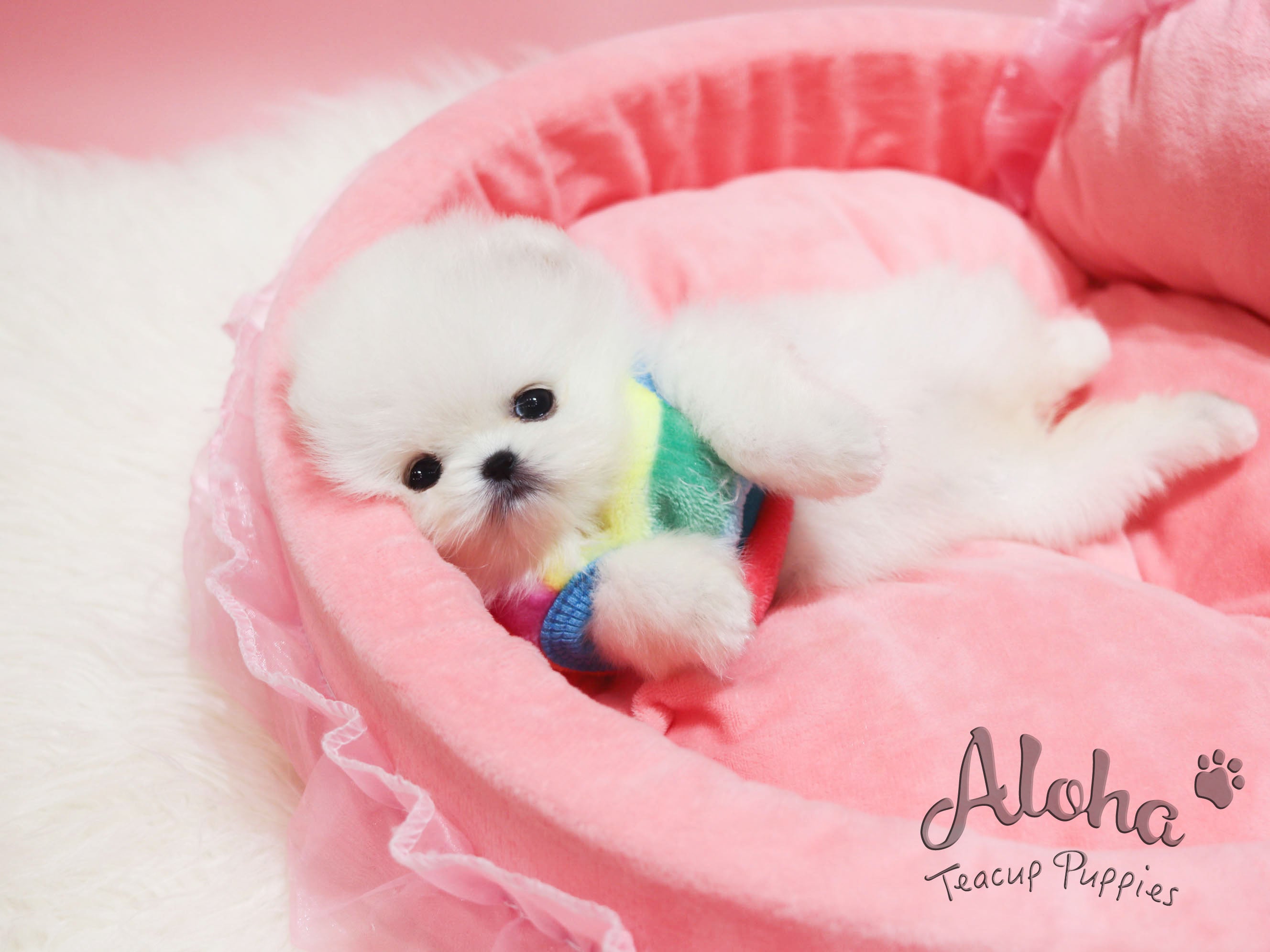 Dolce [TEACUP POMERANIAN]