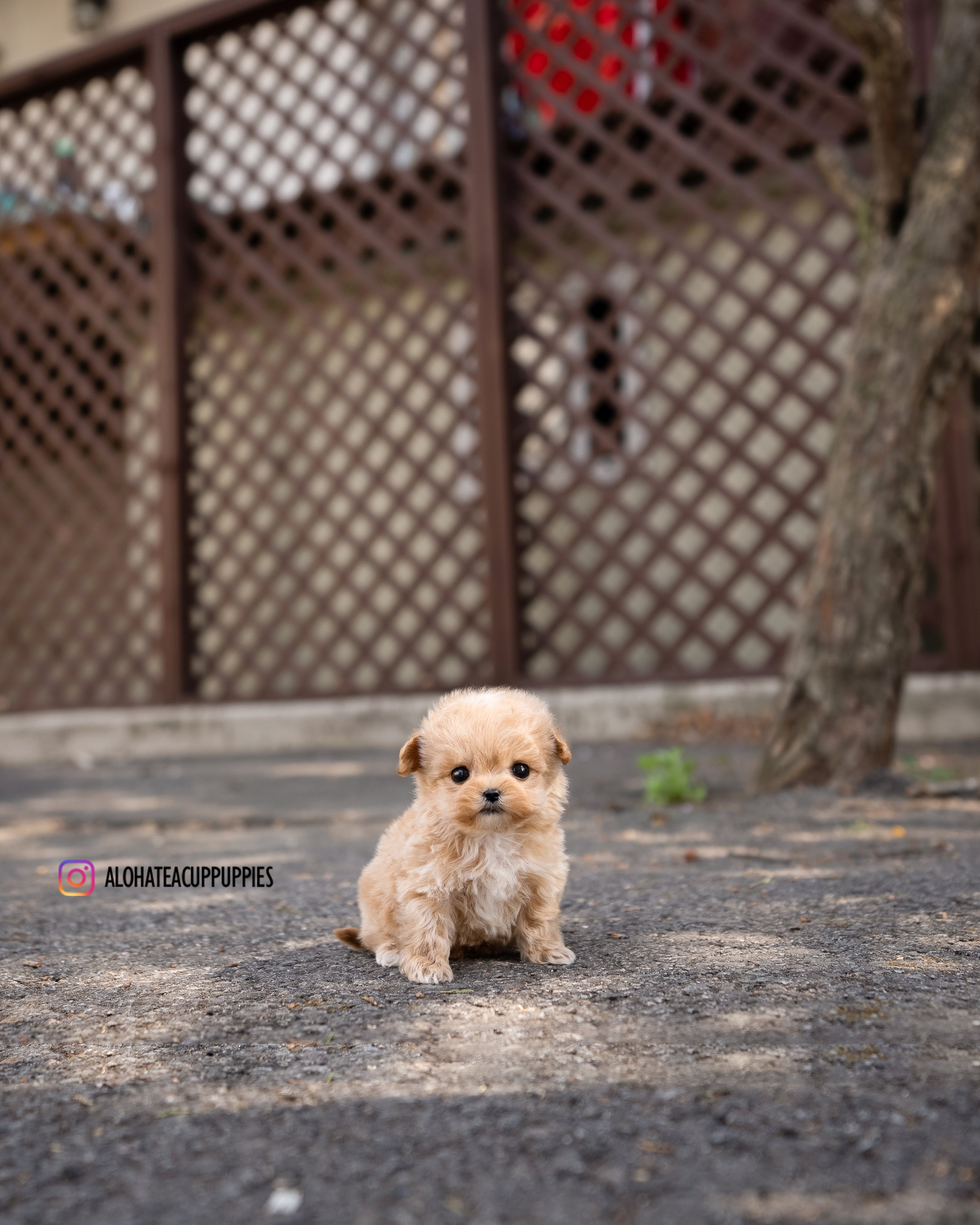 Royal [TEACUP MALTIPOO]