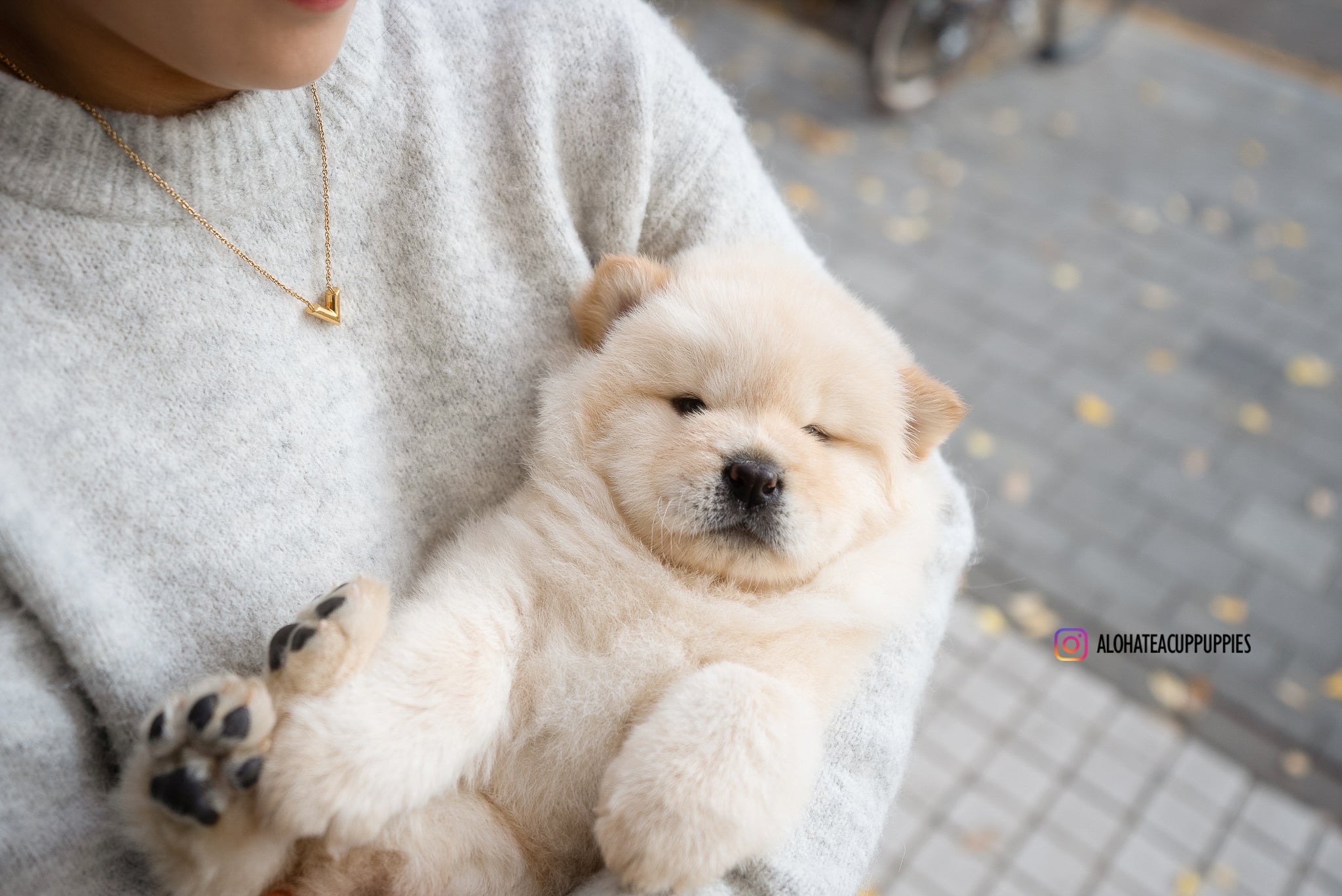 Cow [Mini Chow Chow]