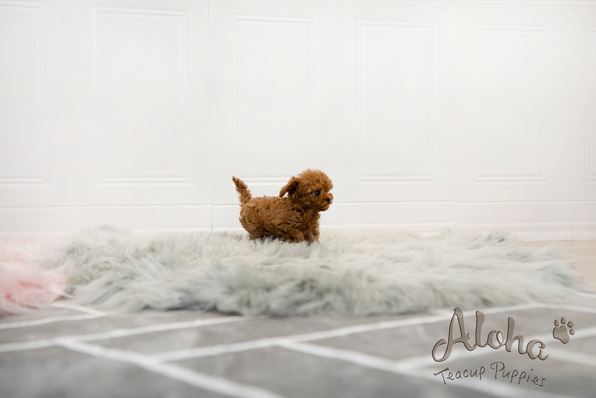 Jenny [TEACUP MALTIPOO]