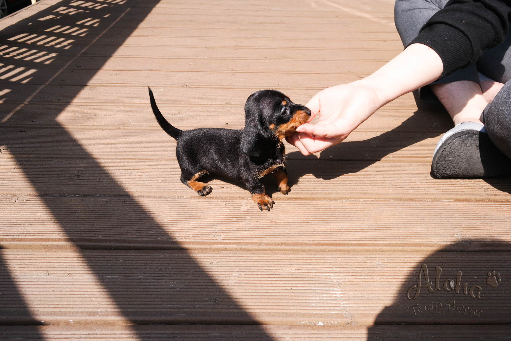 Ñame [Dachshund MINI]
