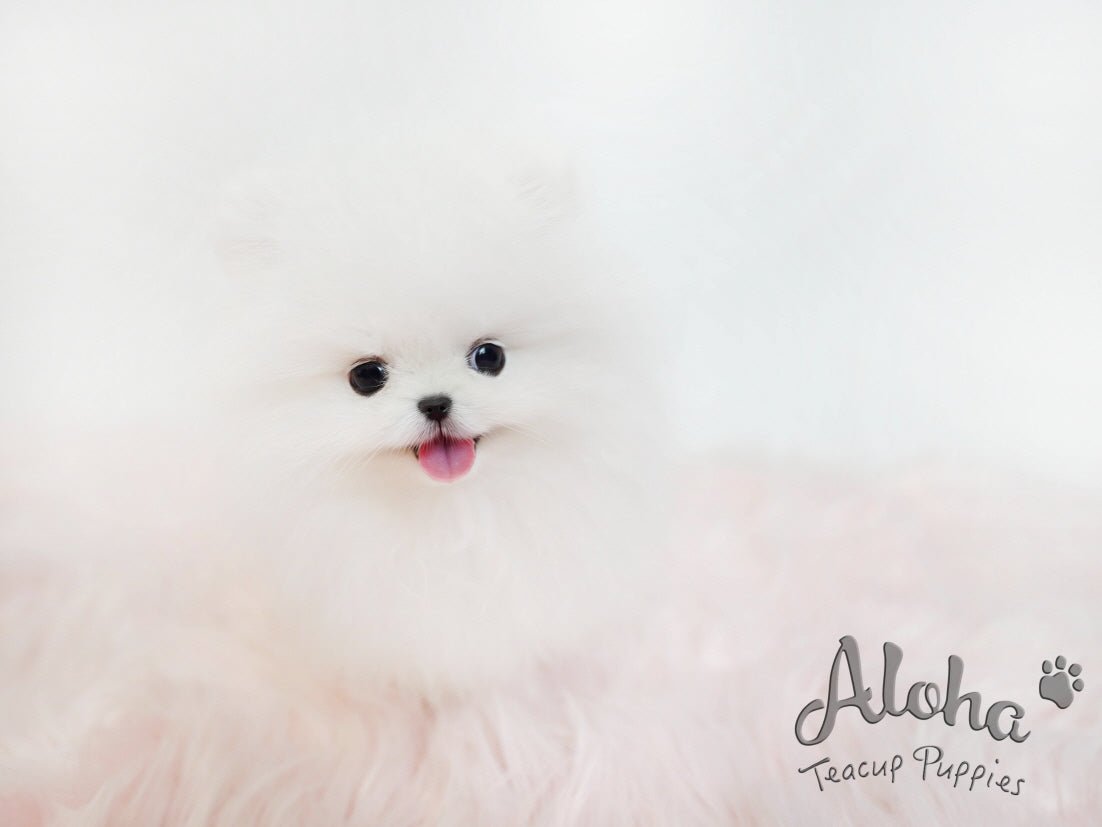 Toby [TEACUP POMERANIAN]