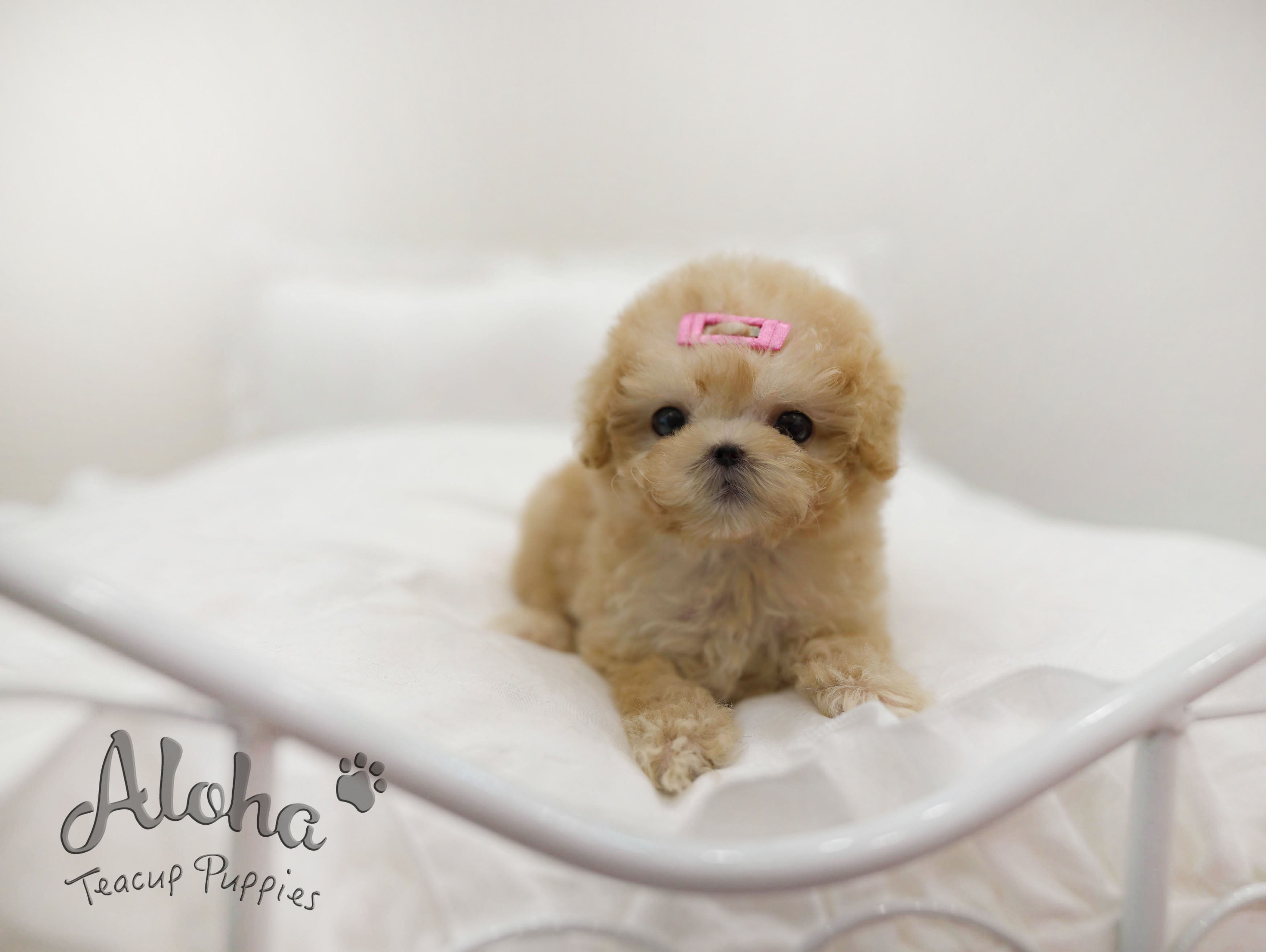 Evelyn [TEACUP POODLE]