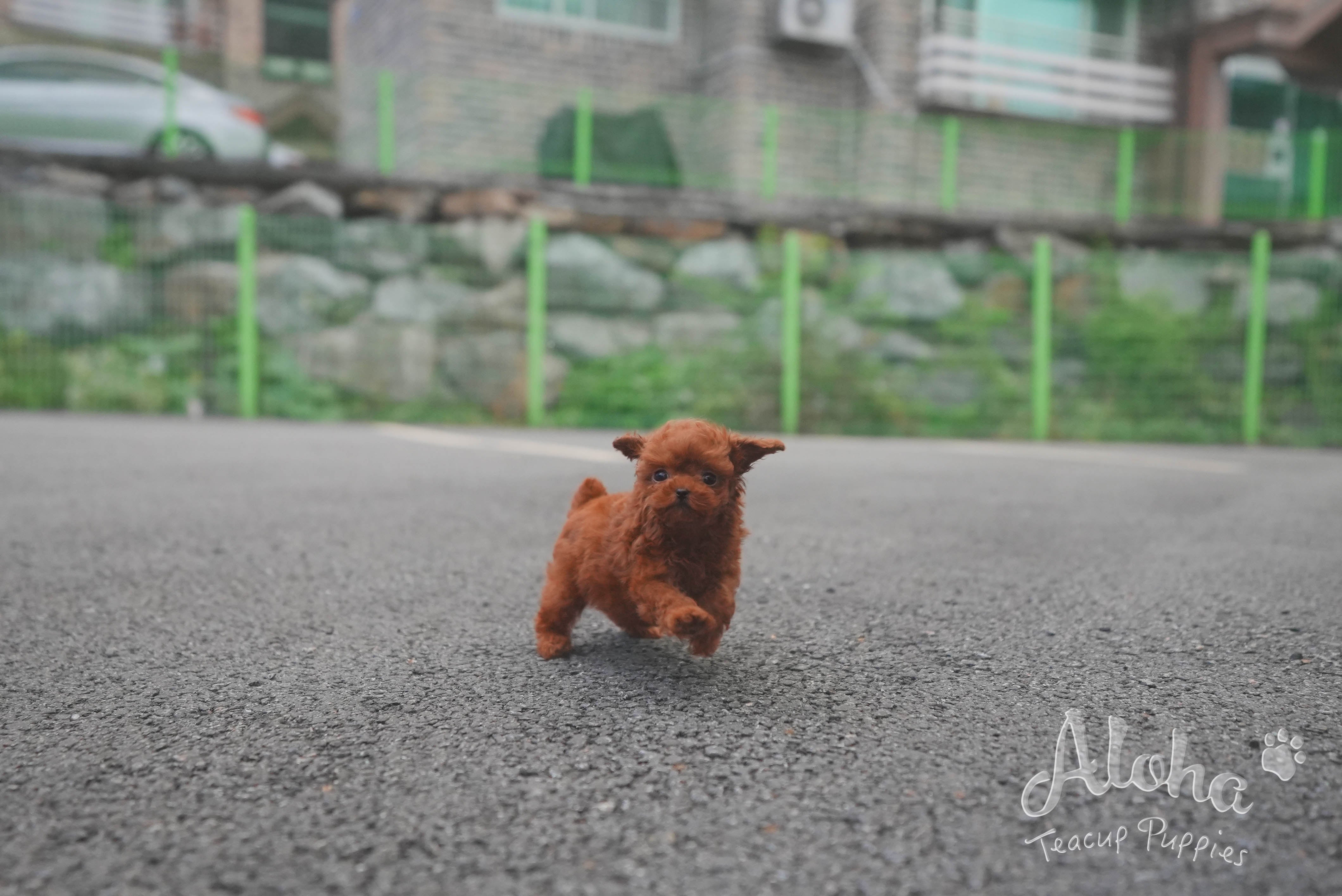 Cora [TEACUP POODLE]