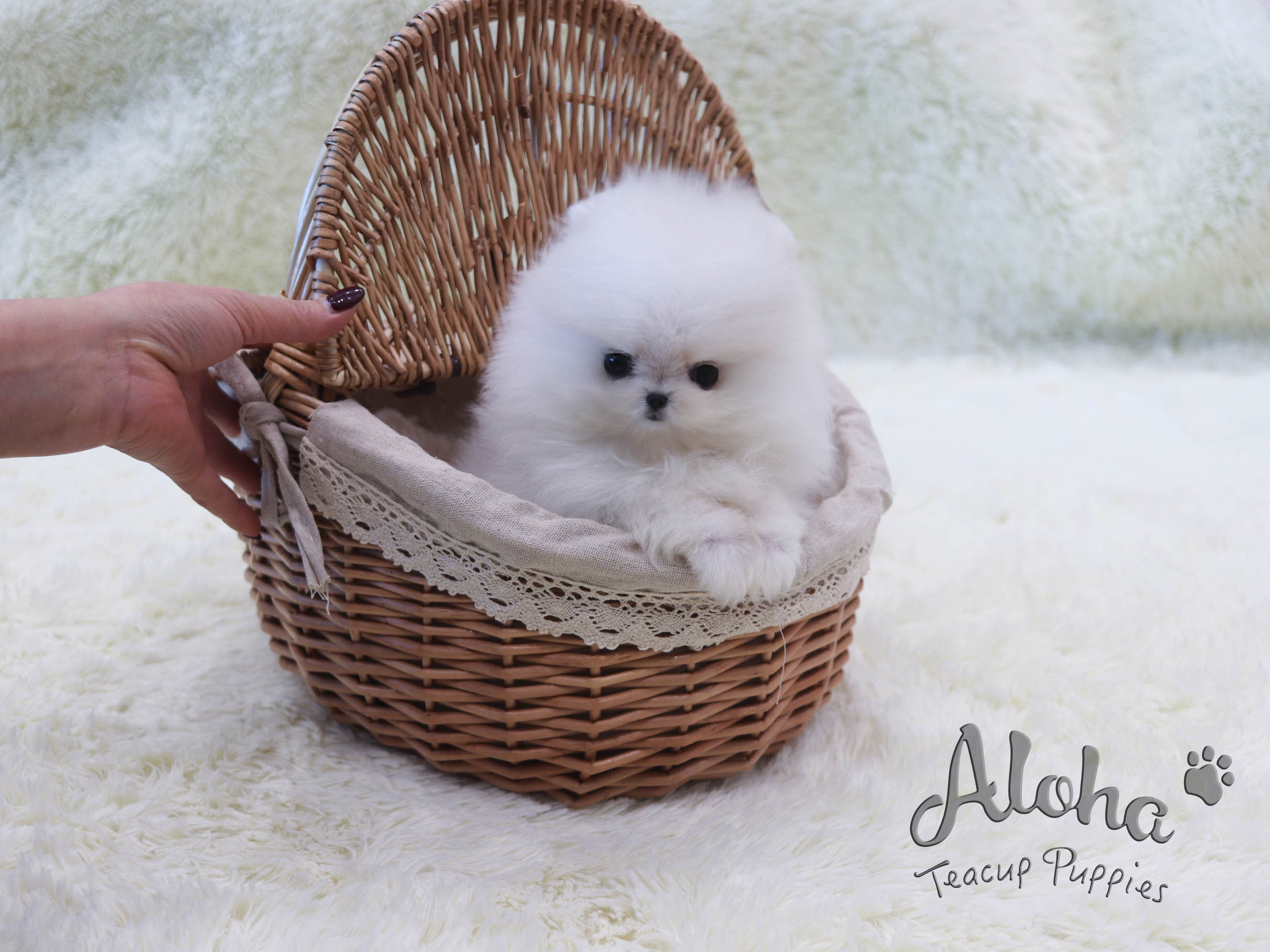 Bailey [TEACUP POMERANIAN]