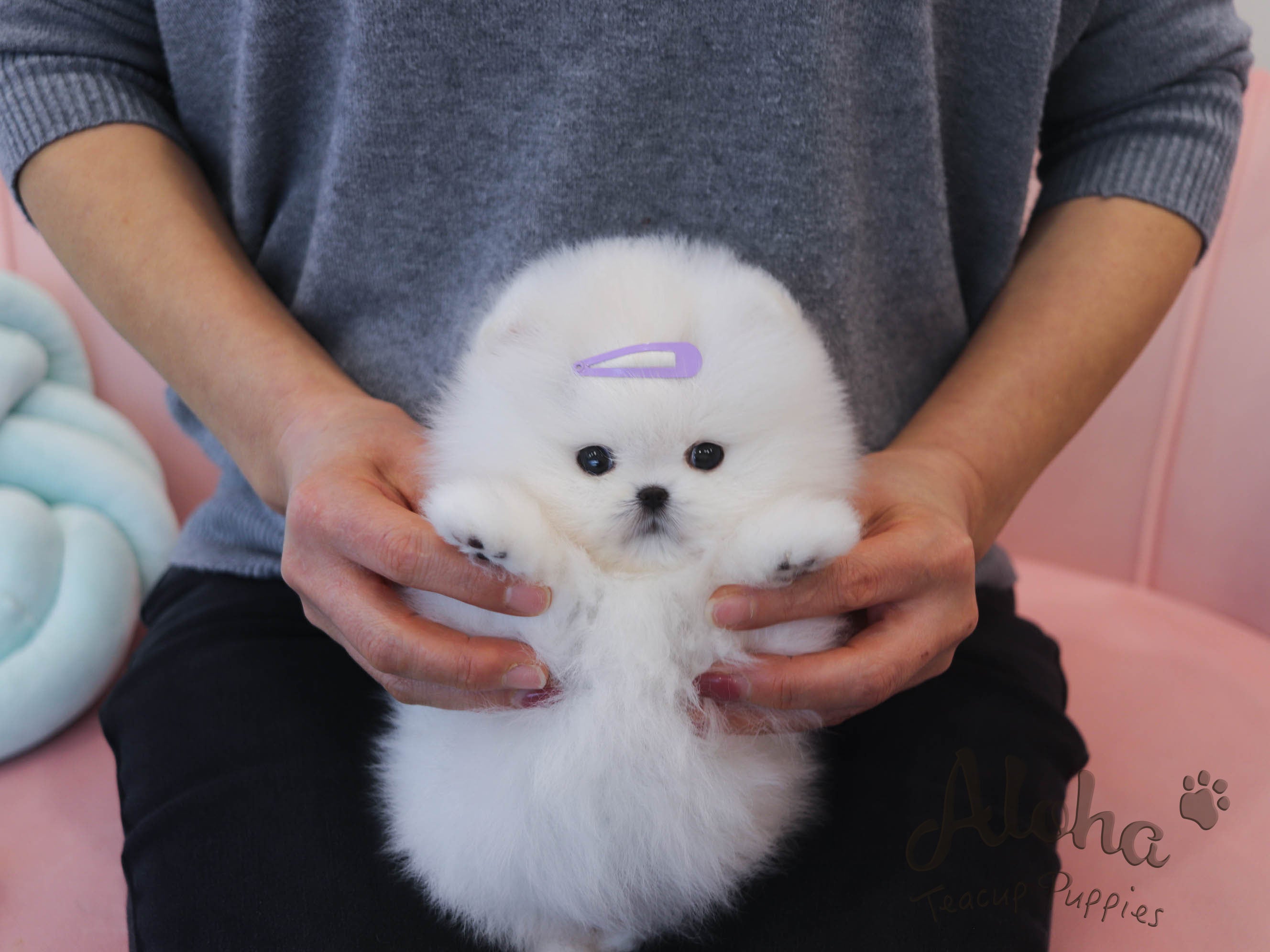 DAISY [TEACUP POMERANIAN]