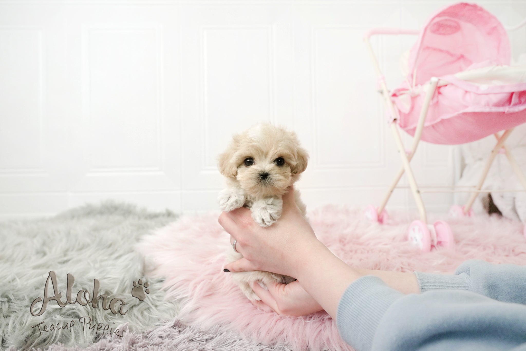Ann [TEACUP MALTIPOO]
