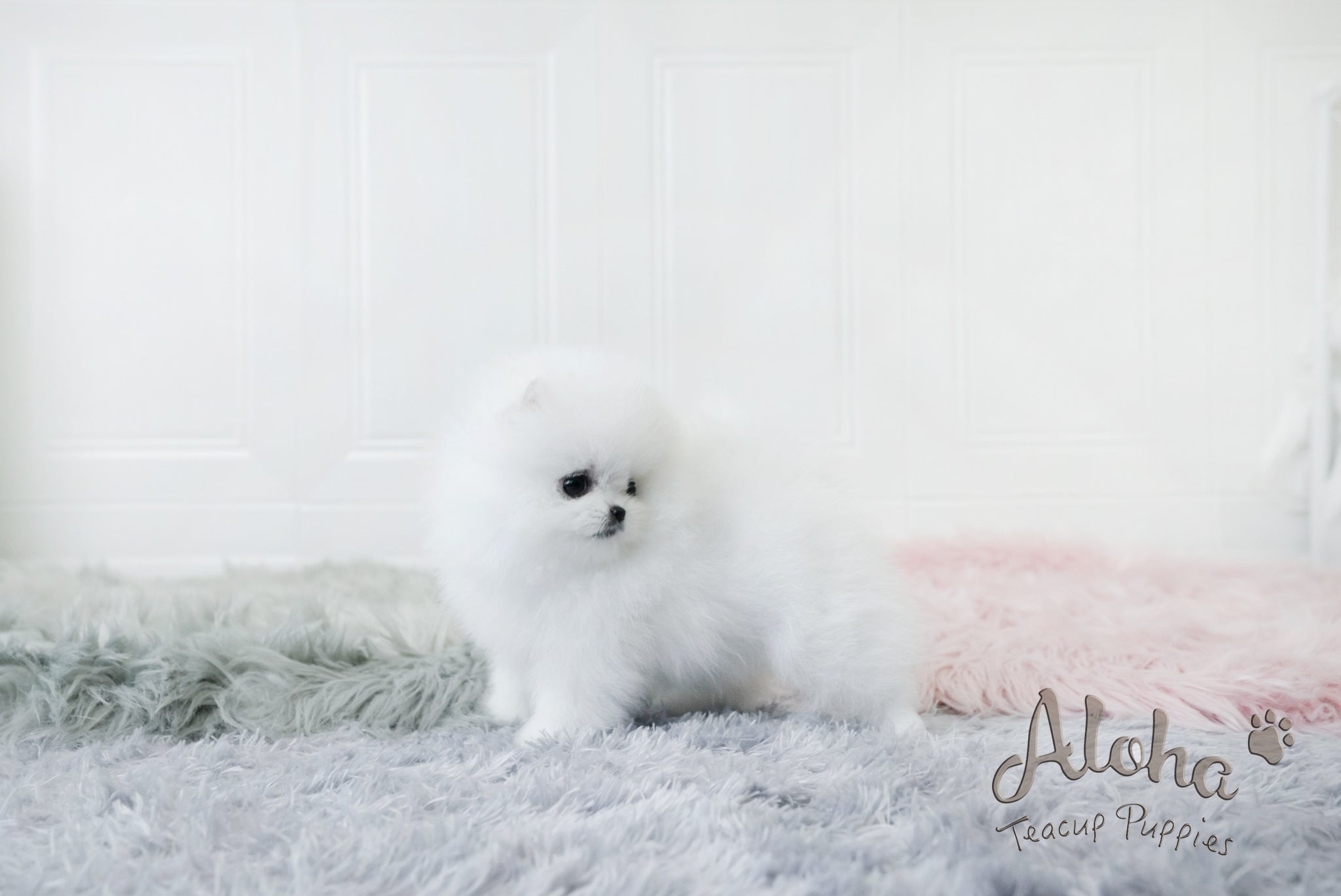Dior [TEACUP POMERANIAN]