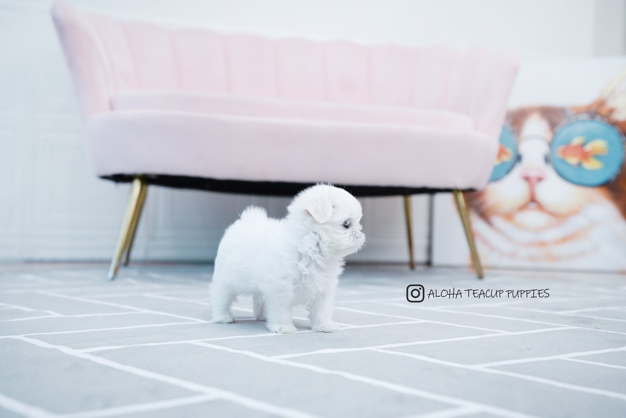 Otis [TEACUP MALTESE]