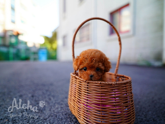 Pepsi [TEACUP POODLE]