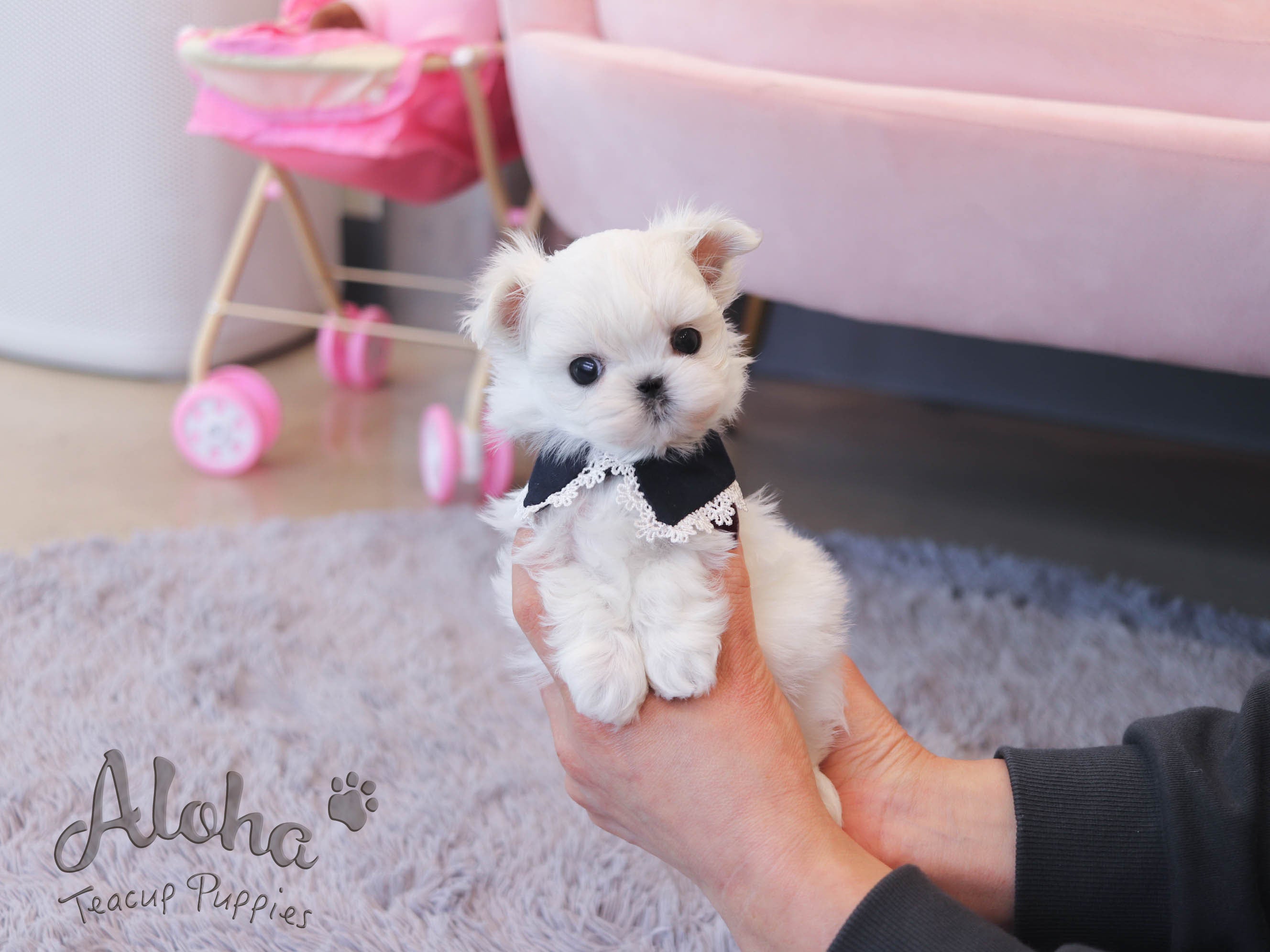 Zeus [TEACUP MALTESE]