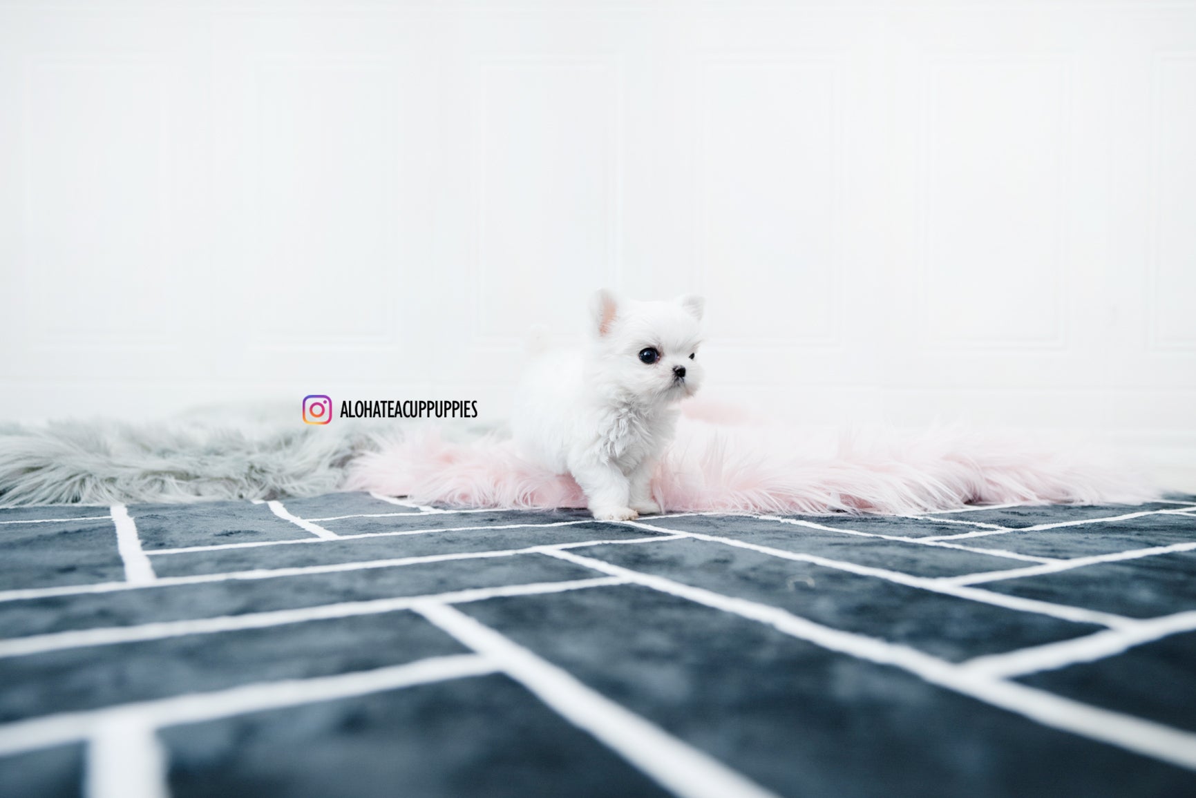 Tiana [TEACUP MALTESE]