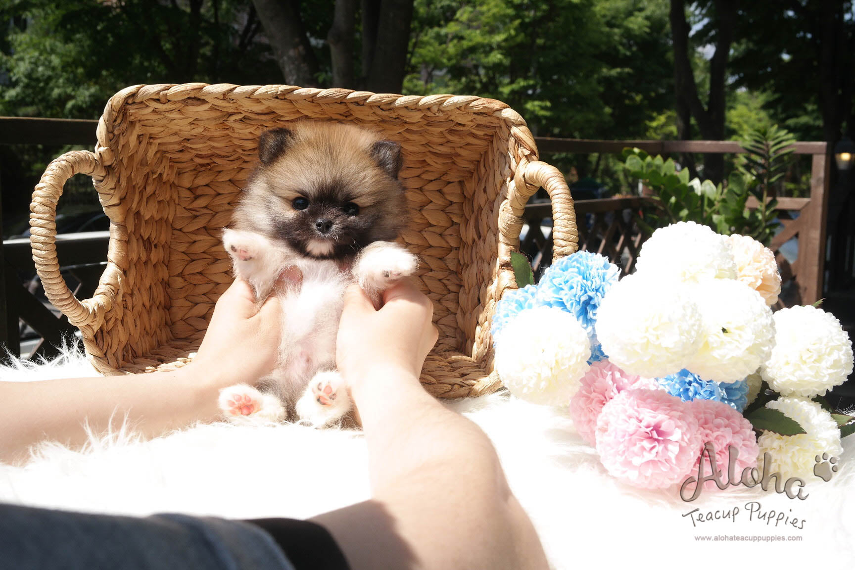 Sold to Amanda, Sandy [Teacup Pomeranian]