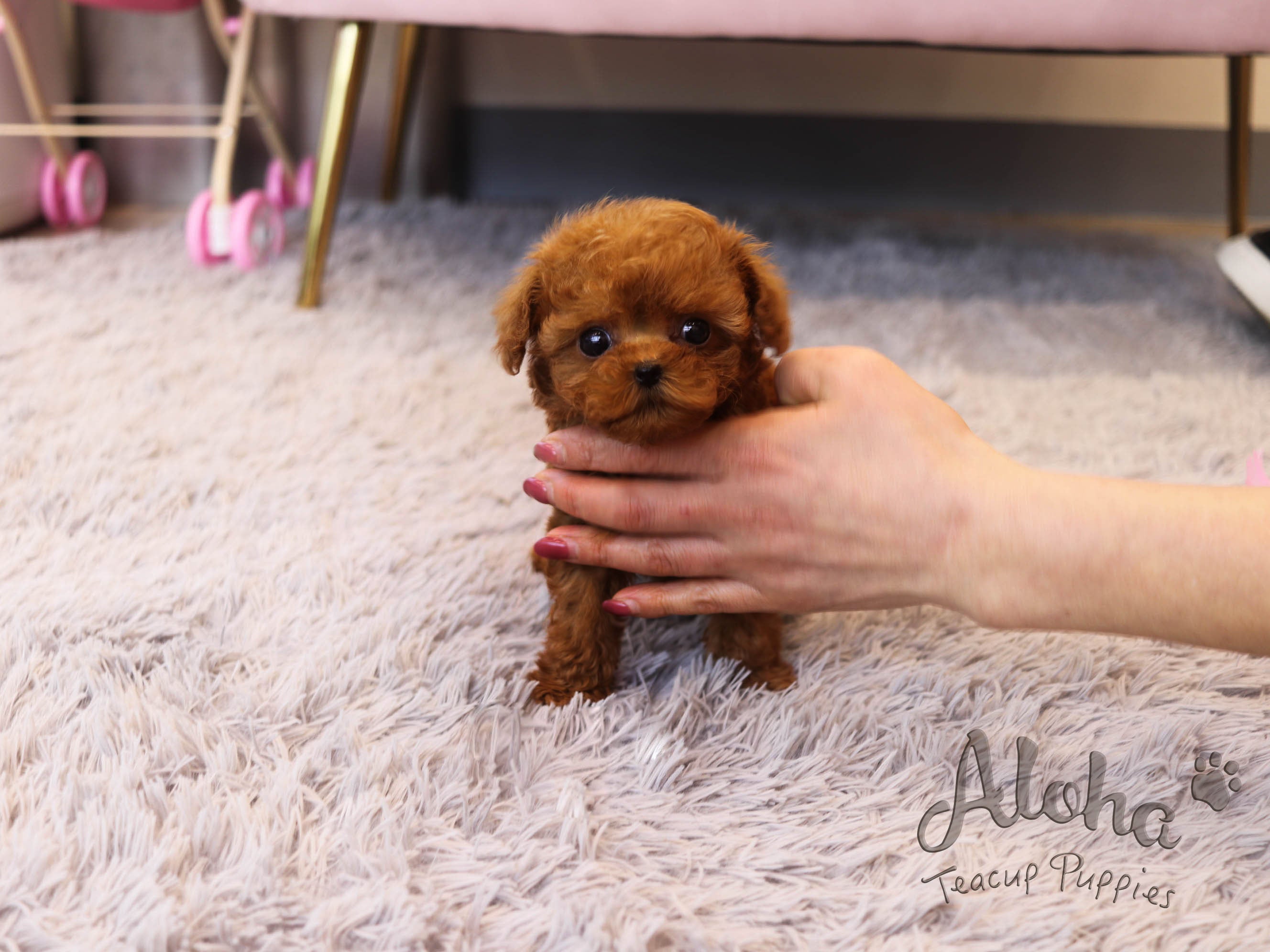 Pepsi [TEACUP POODLE]