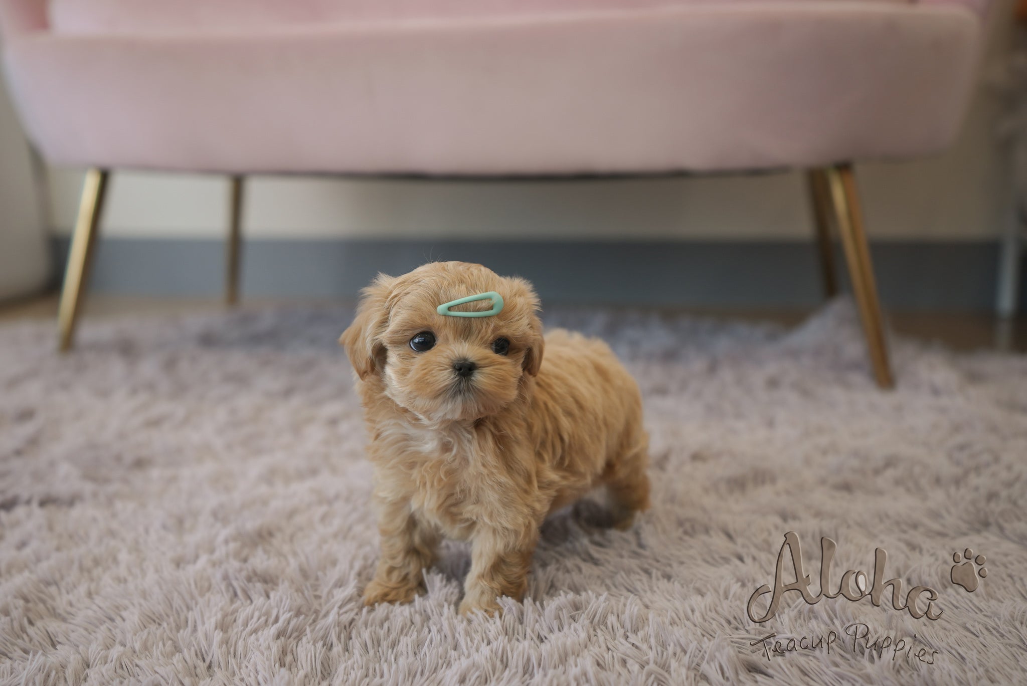 Paco [TEACUP MALTIPOO]