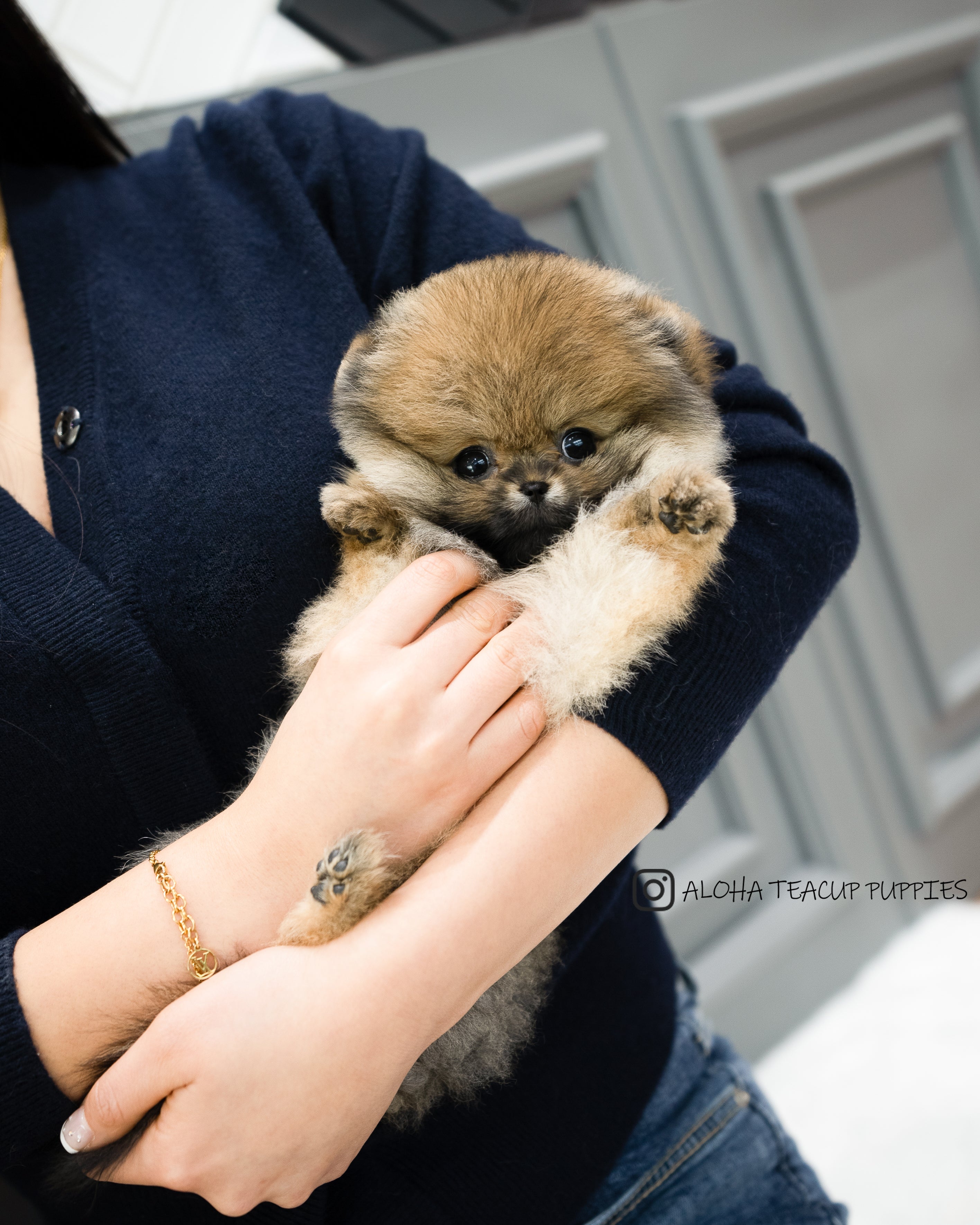 紫罗兰 [茶杯博美犬]