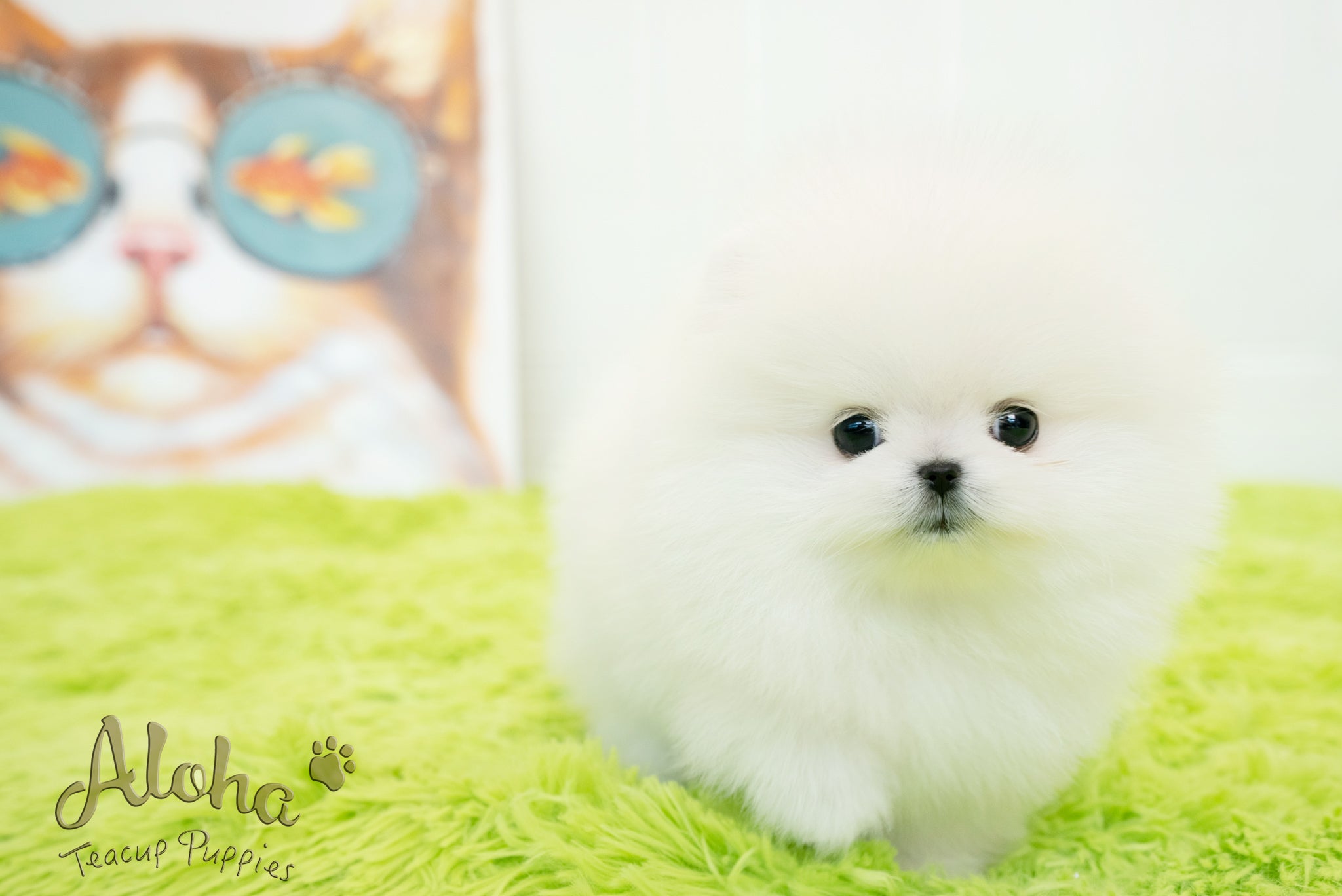 Milo [TEACUP POMERANIAN]