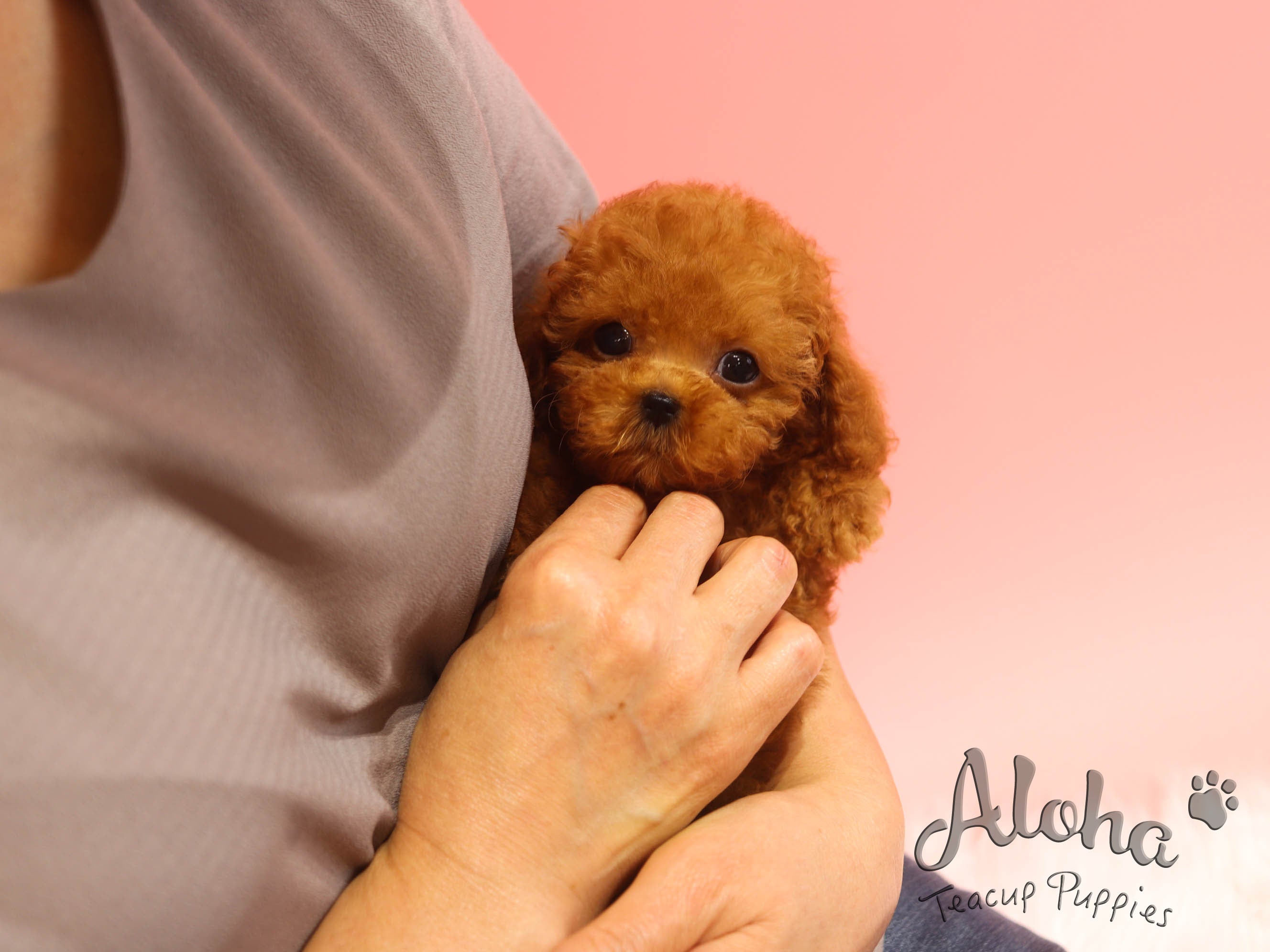 Benz [TEACUP Maltipoo]