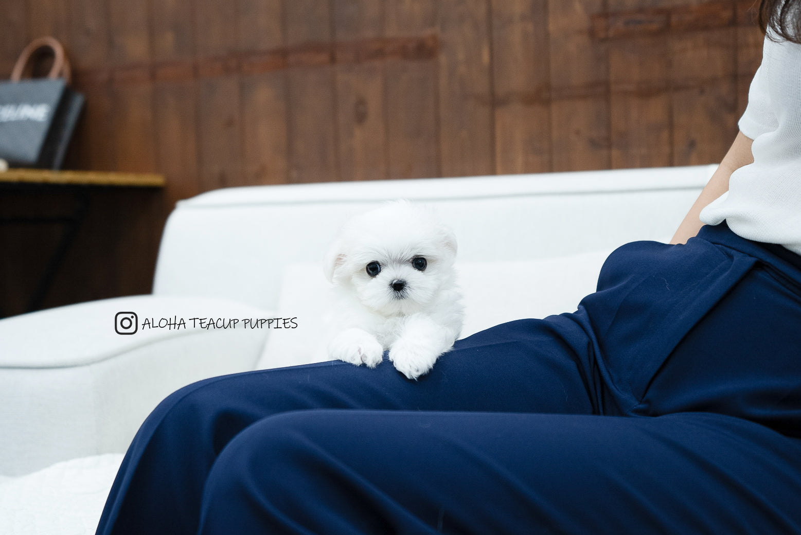 Bono [TEACUP MALTESE]