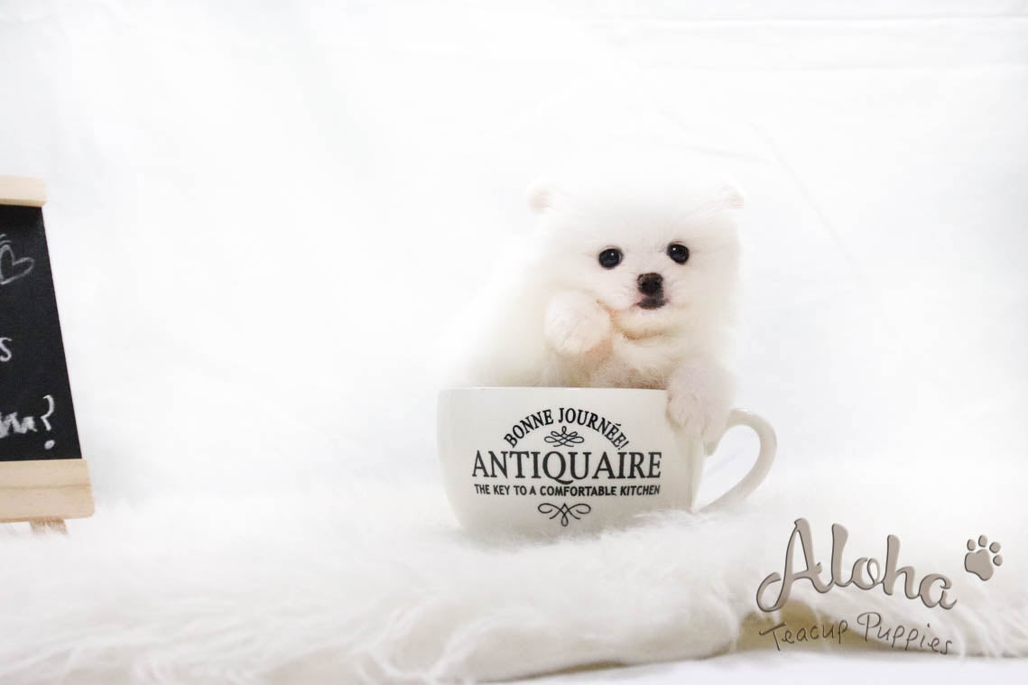 Sold to Liwenzhu, Prada [TEACUP POMERANIAN]